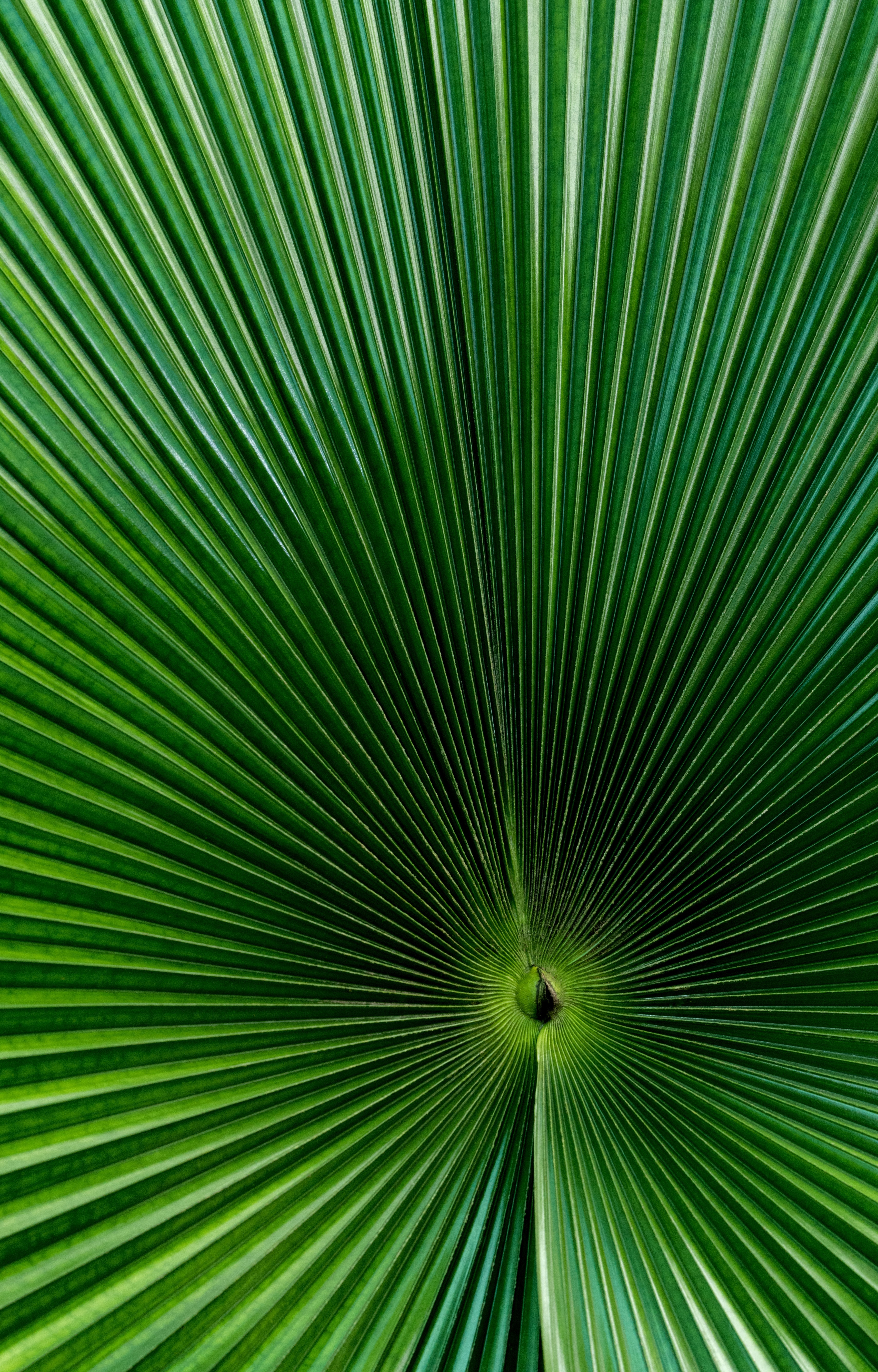 1920 x 1080 picture green, macro, surface, palm, sheet, leaf