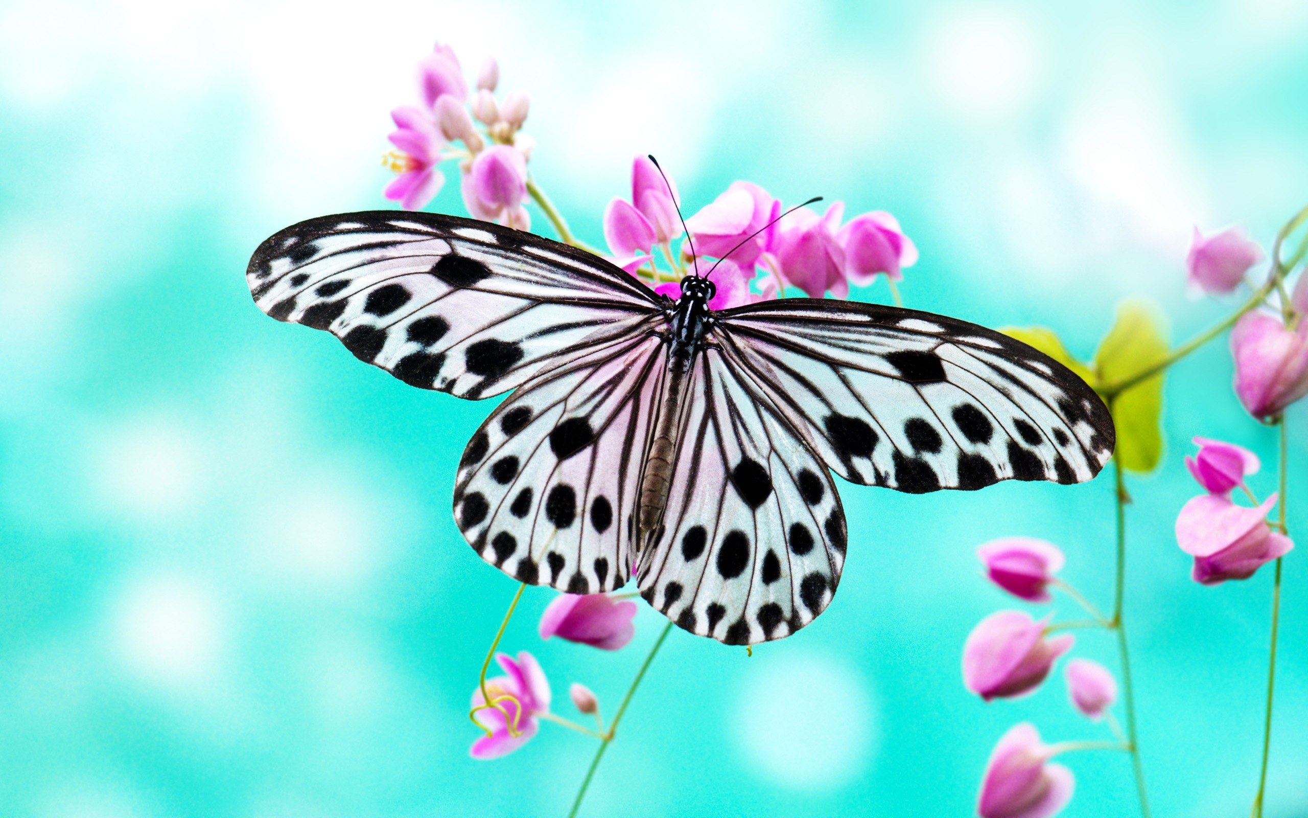 butterfly, animal Panoramic Wallpaper