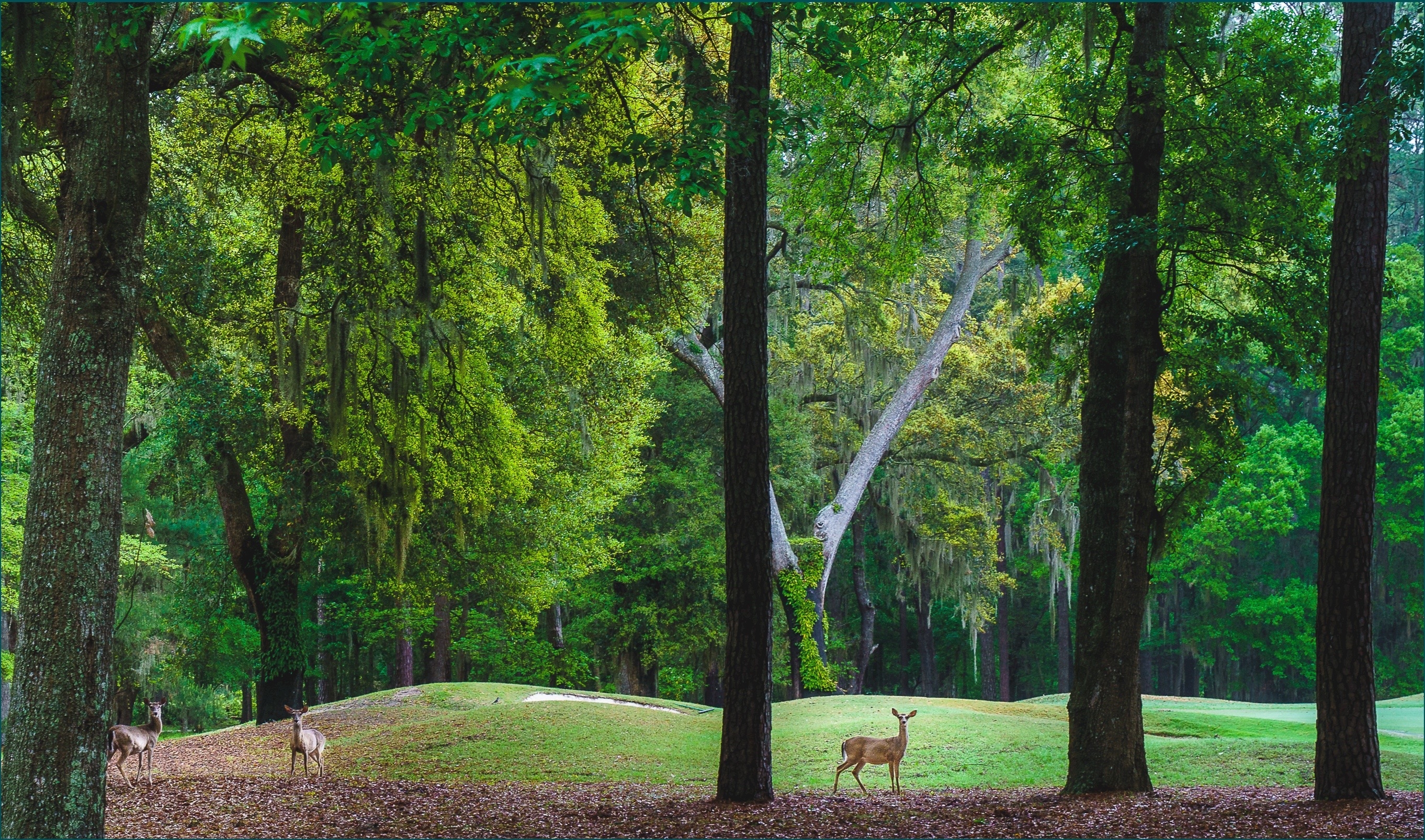 Download mobile wallpaper Forest, Tree, Animal, Deer for free.