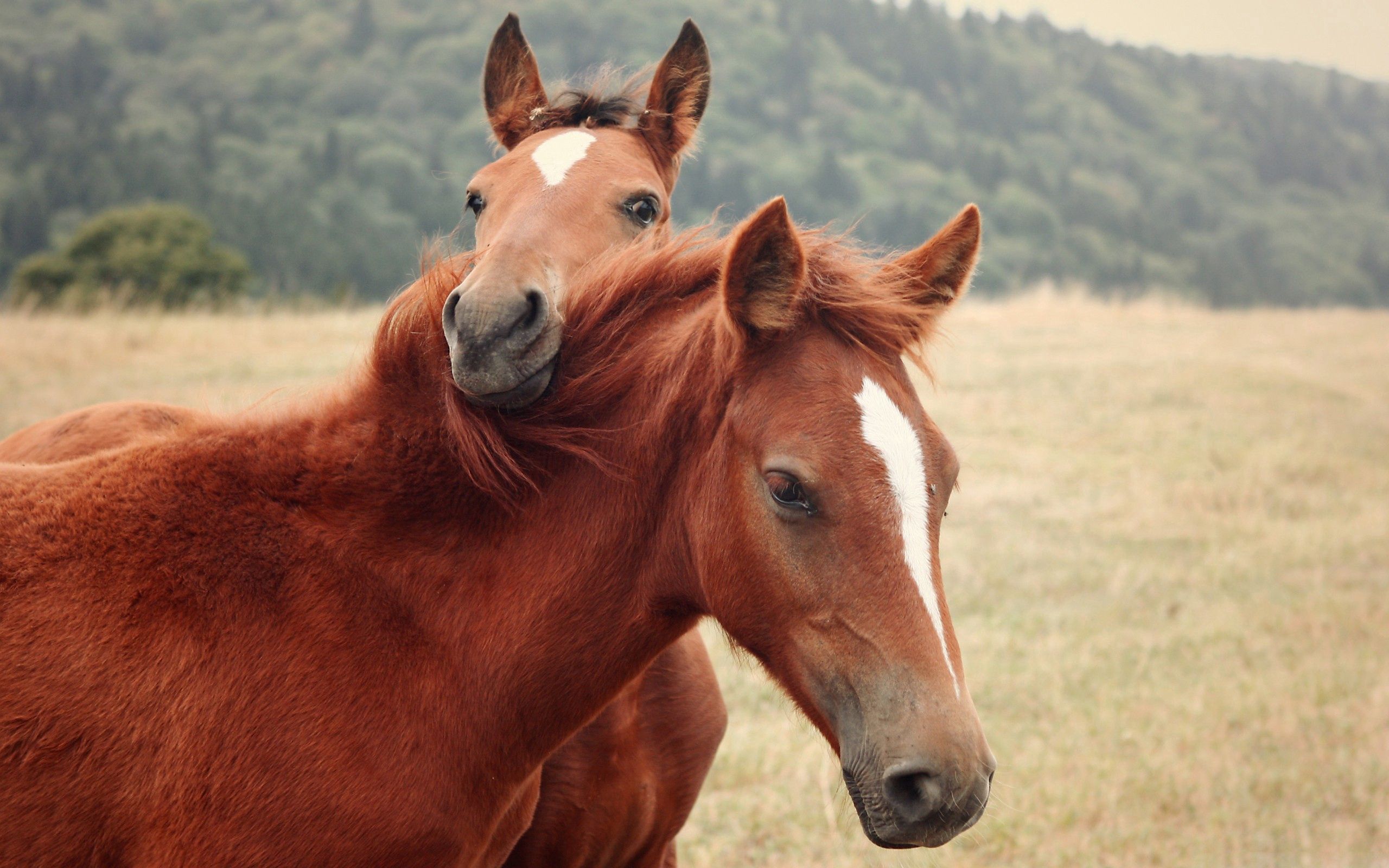 Free download wallpaper Grass, Pair, Animals, Nature, Couple, Horses on your PC desktop