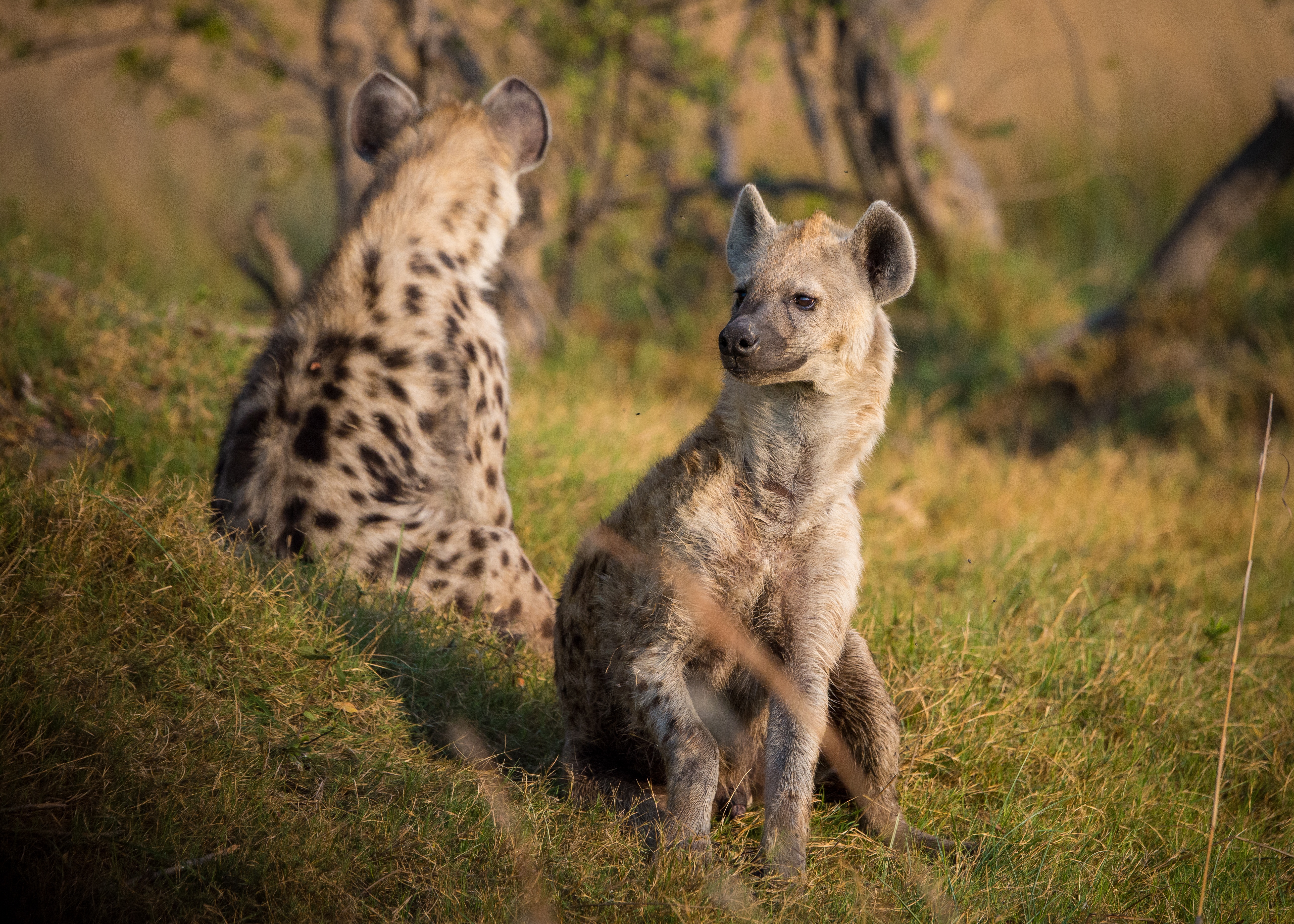 Handy-Wallpaper Hyänen, Grass, Raubtiere, Tiere kostenlos herunterladen.