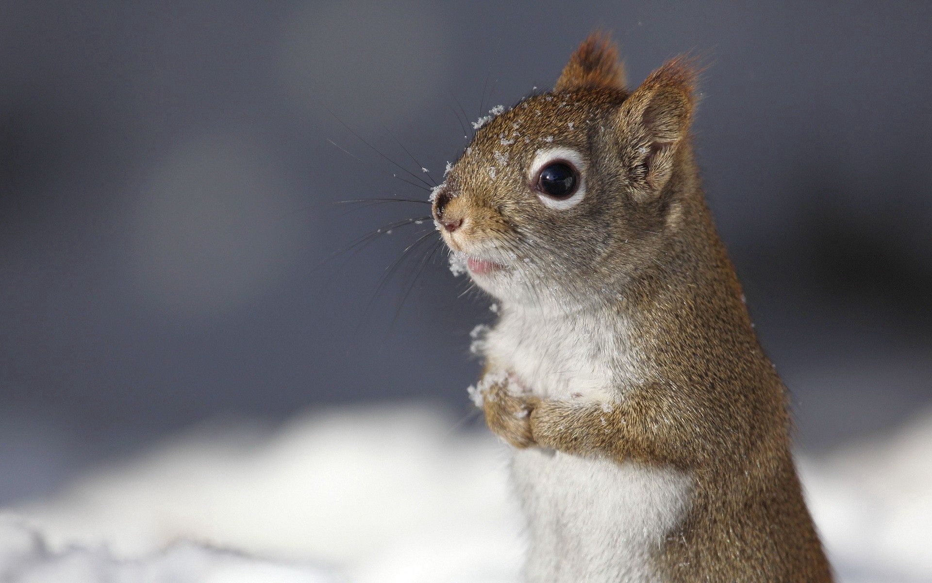 Free download wallpaper Snow, Animal, Animals, Squirrel on your PC desktop