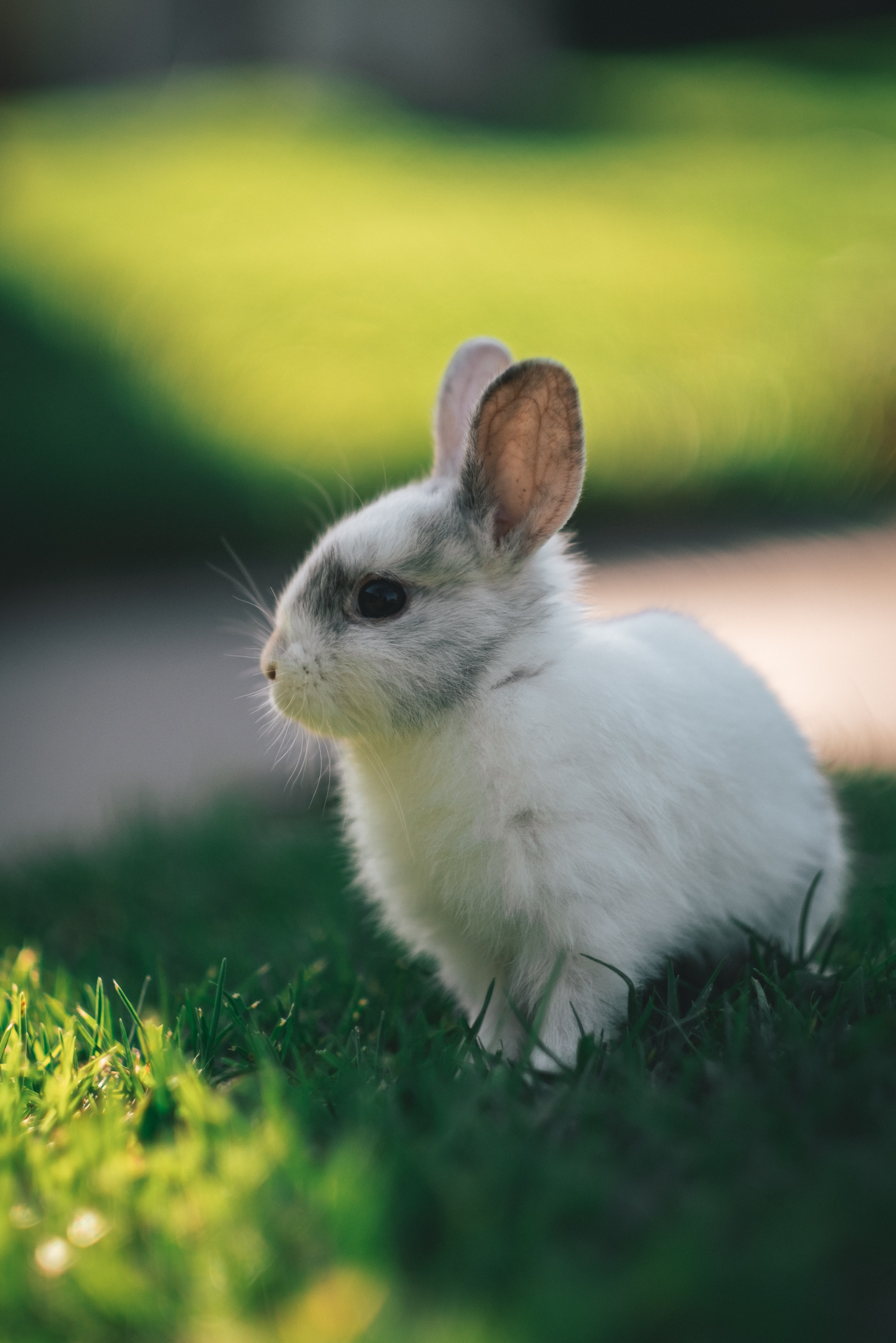 Free download wallpaper Animal, Nice, Sweetheart, Profile, Rabbit, Animals on your PC desktop