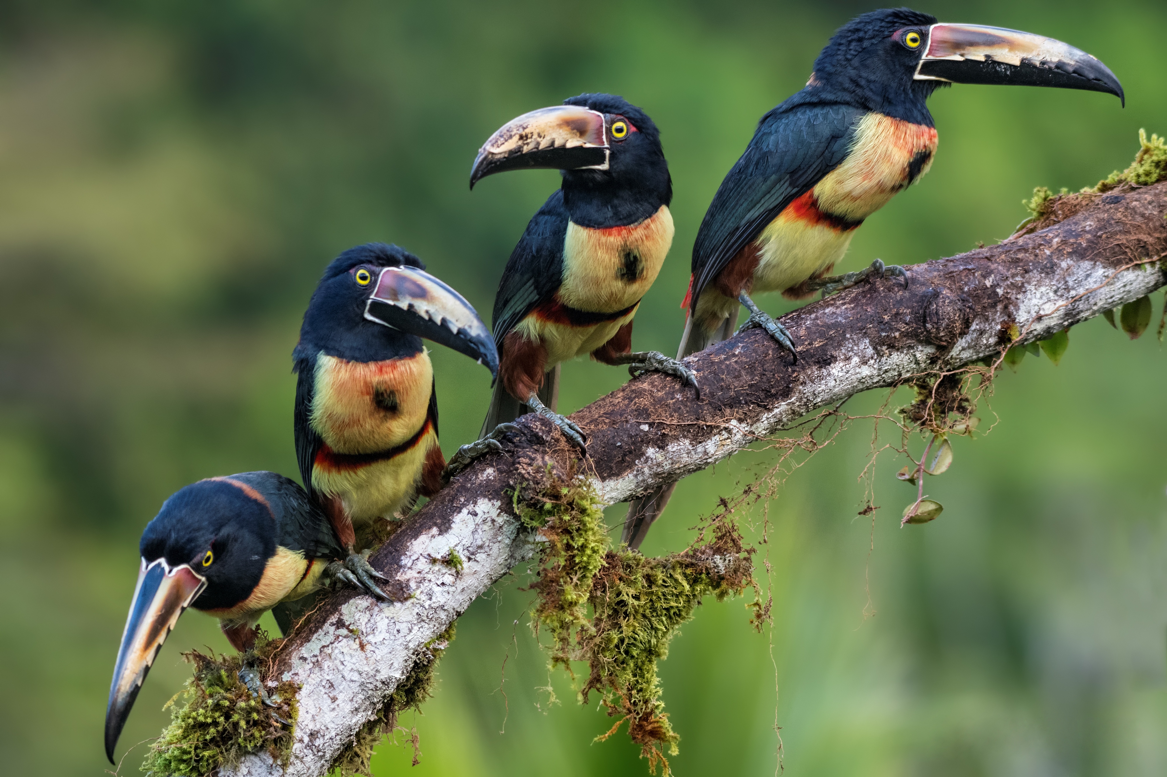 Laden Sie das Tiere, Vögel, Vogel, Schnabel, Tukan-Bild kostenlos auf Ihren PC-Desktop herunter