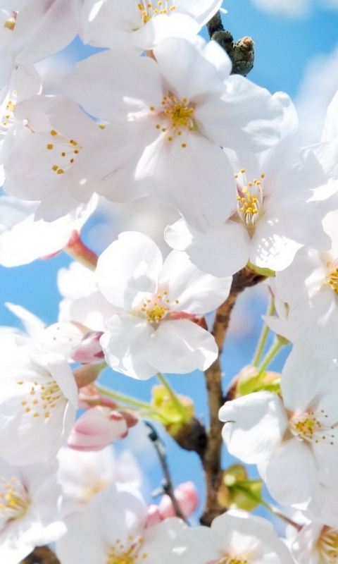 Baixar papel de parede para celular de Flores, Floração, Terra/natureza gratuito.