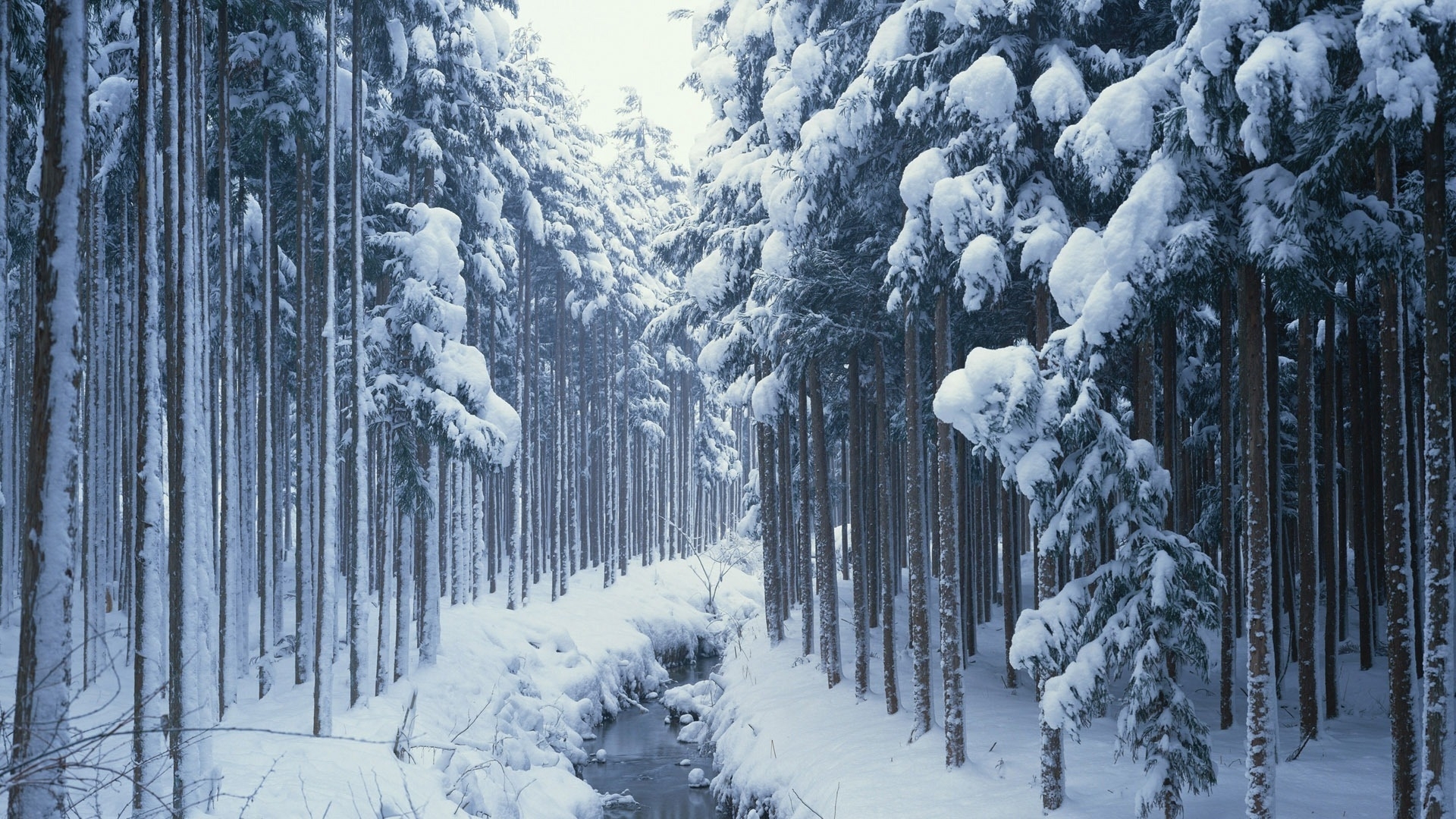 snow, landscape, winter, rivers, trees, blue High Definition image