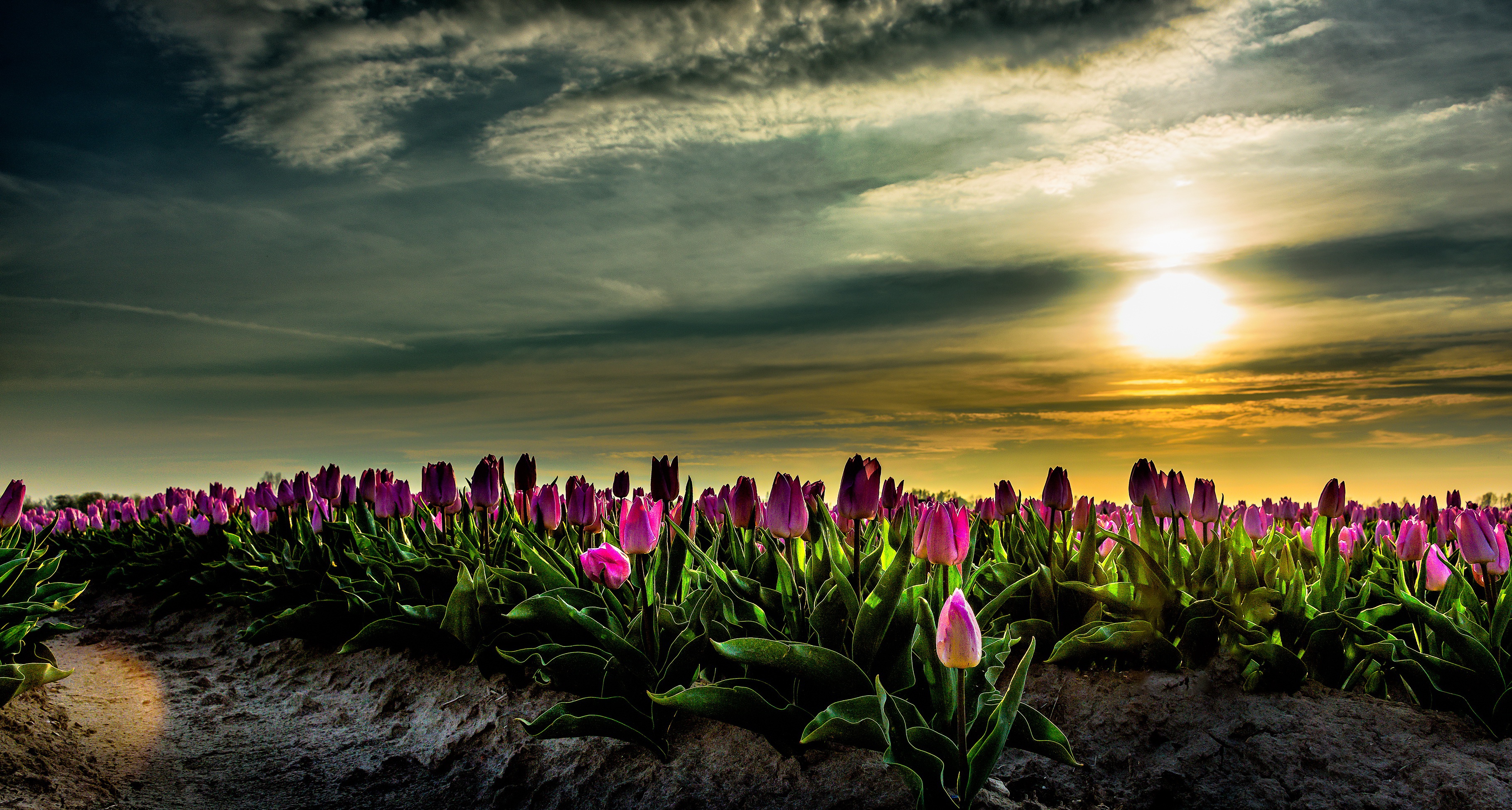 Download mobile wallpaper Nature, Flowers, Sky, Sun, Flower, Earth, Field, Tulip, Pink Flower for free.