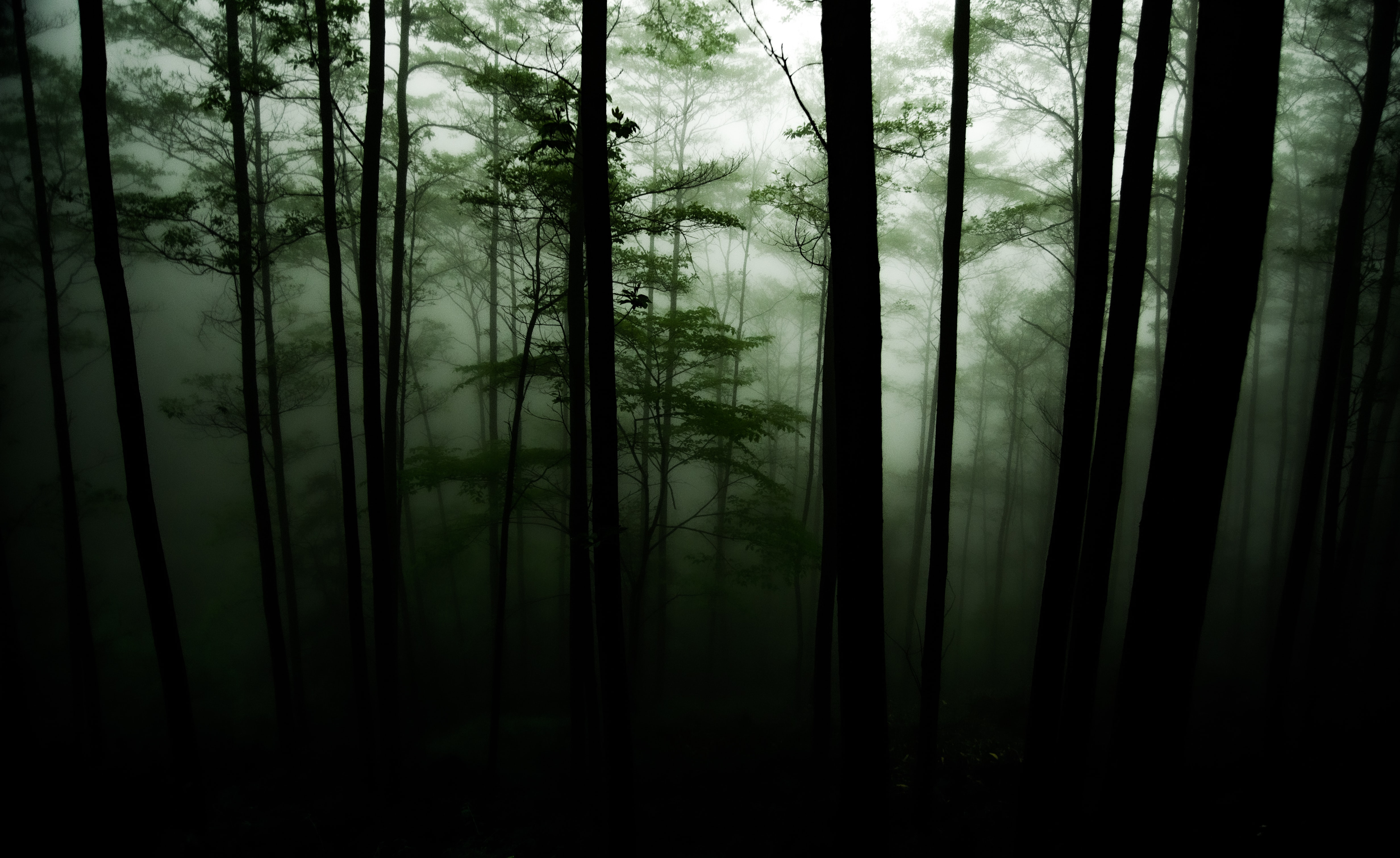 forest, nature, trees, fog, darkness