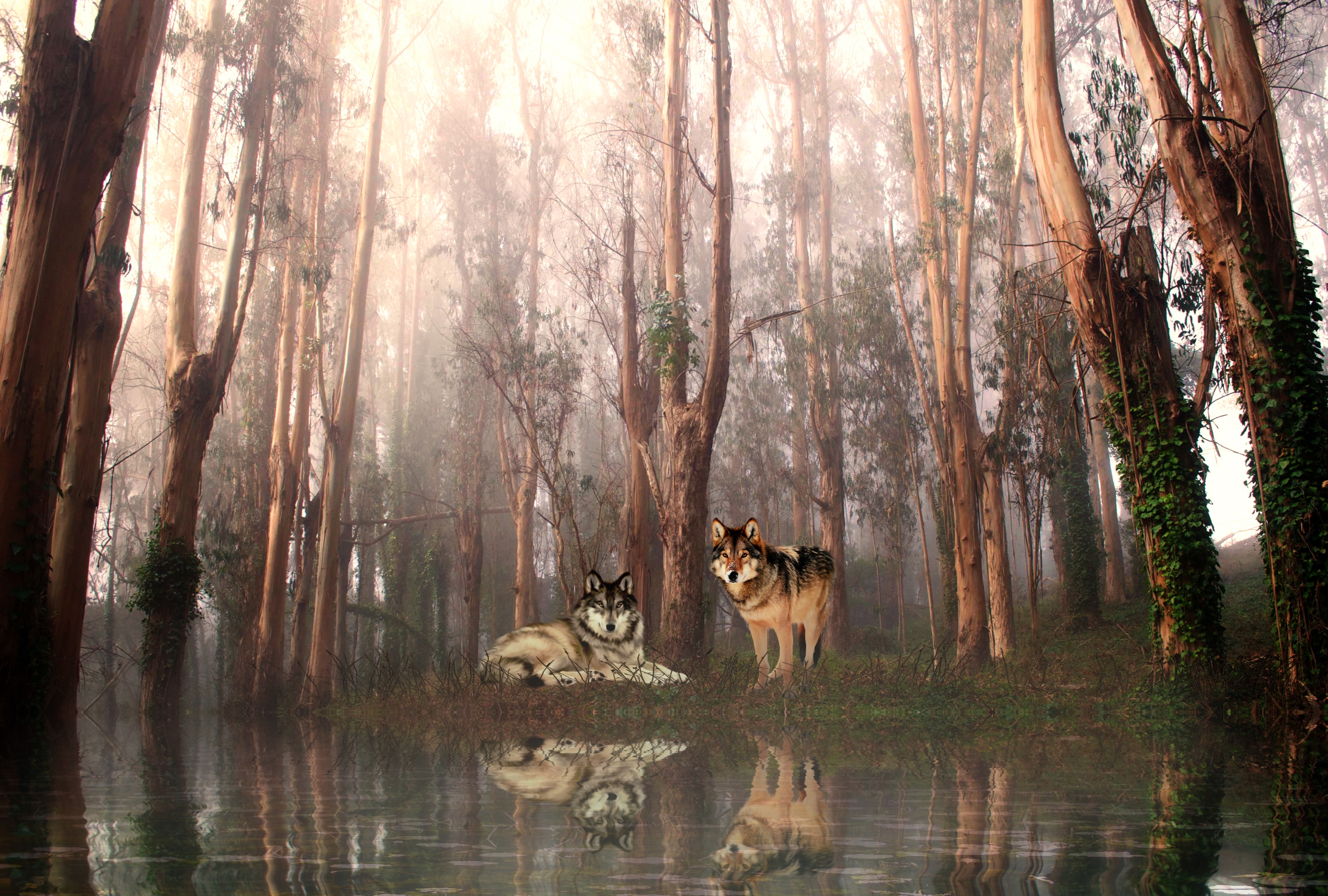 無料モバイル壁紙ファンタジー, 湖, 反射, 森, 狼, ファンタジー動物をダウンロードします。