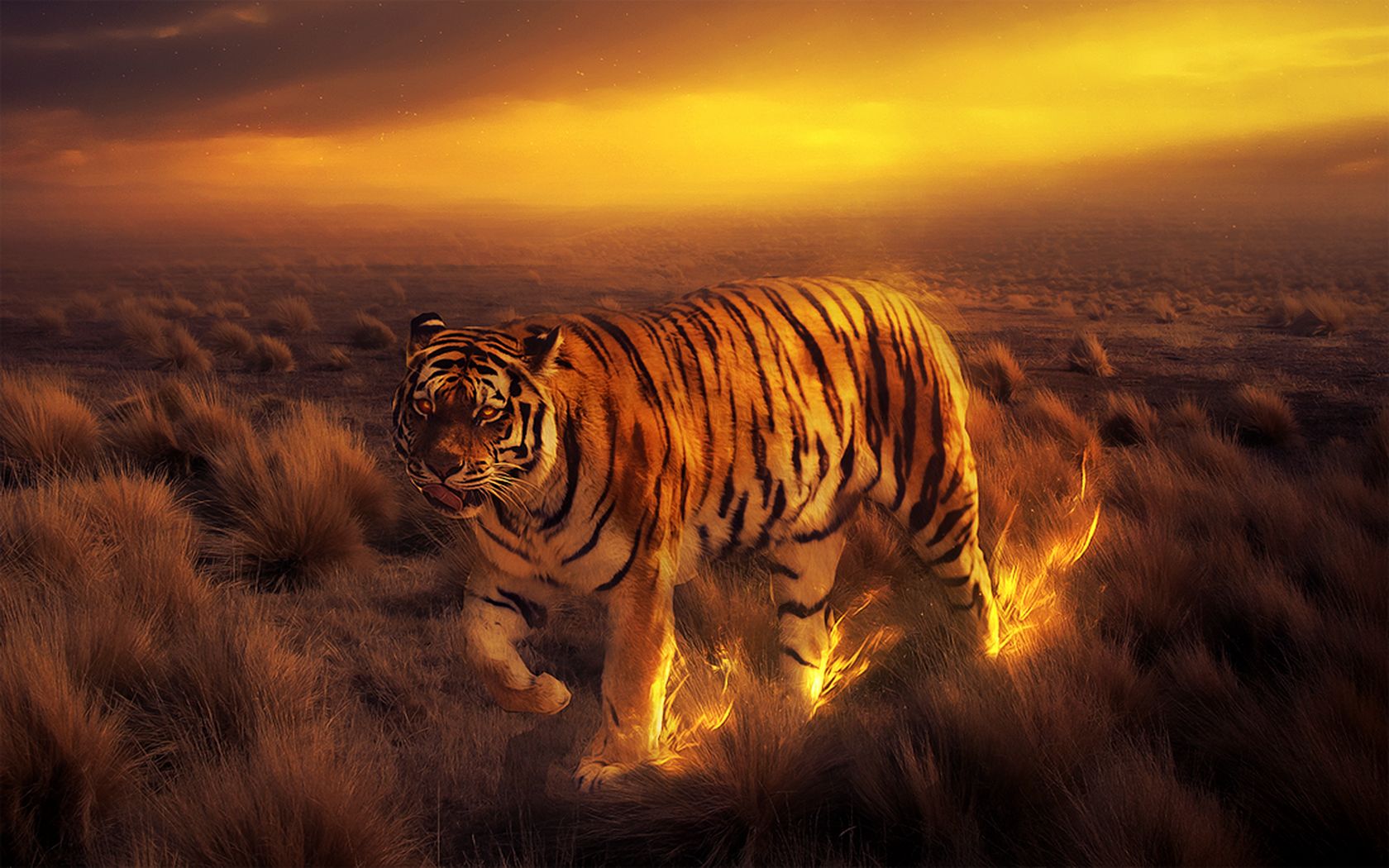 Free download wallpaper Cats, Animal, Tiger on your PC desktop