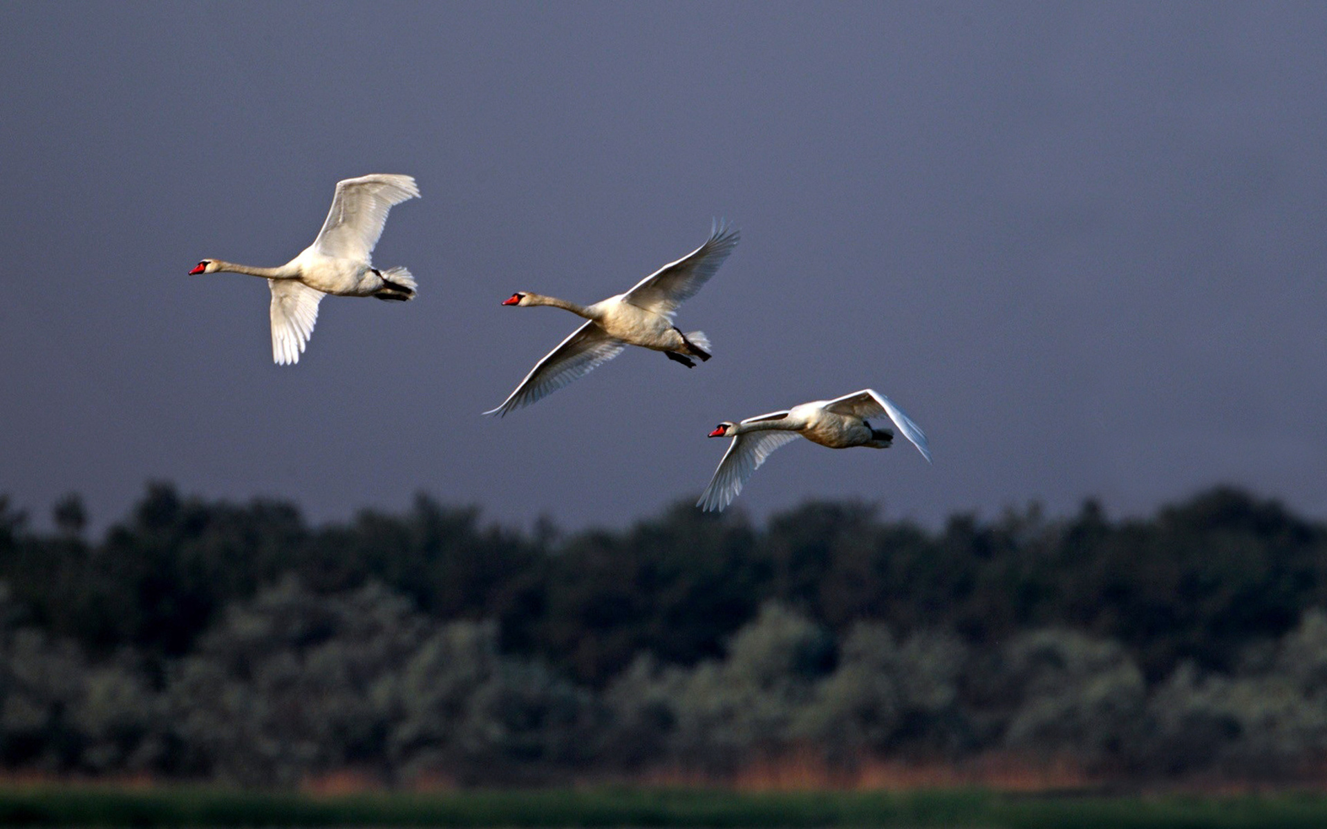 Download mobile wallpaper Swan, Birds, Animal for free.