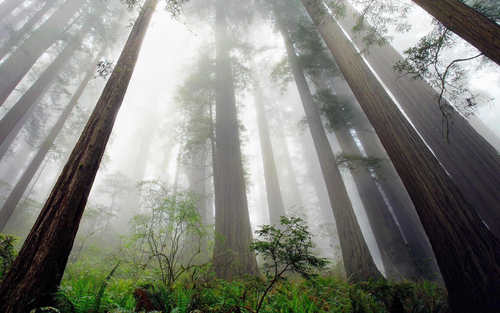 Скачать обои бесплатно Природа, Лес, Дерево, Туман, Земля/природа, Редвуд картинка на рабочий стол ПК
