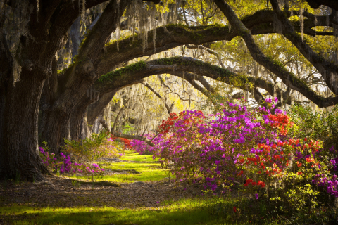 Download mobile wallpaper Landscape, Trees, Flower, Tree, Earth, Magnolia, Azalea, South Carolina for free.