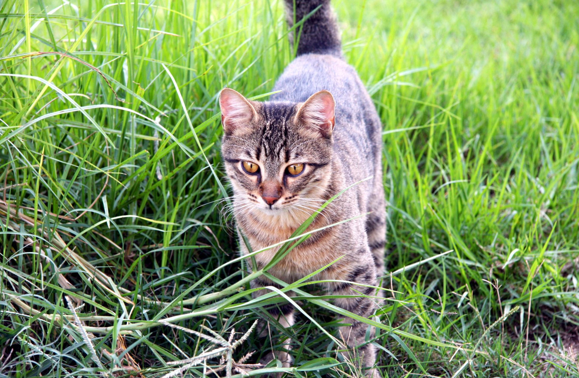 Descarga gratuita de fondo de pantalla para móvil de Gato, Gatos, Animales.