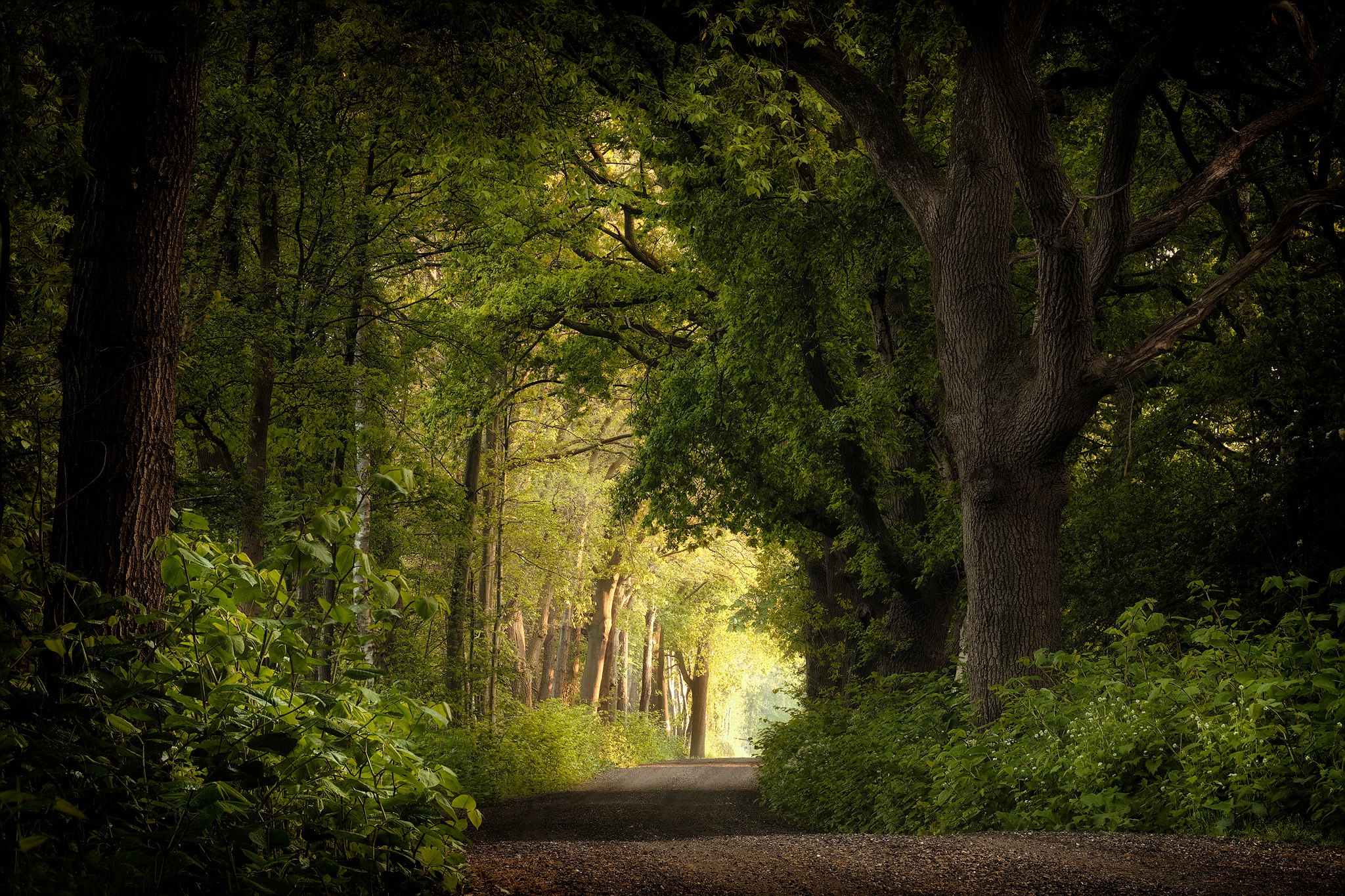 Download mobile wallpaper Road, Forest, Tree, Netherlands, Man Made for free.