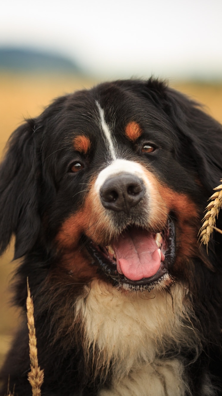 animal, bernese mountain dog, sennenhund, dog, dogs High Definition image