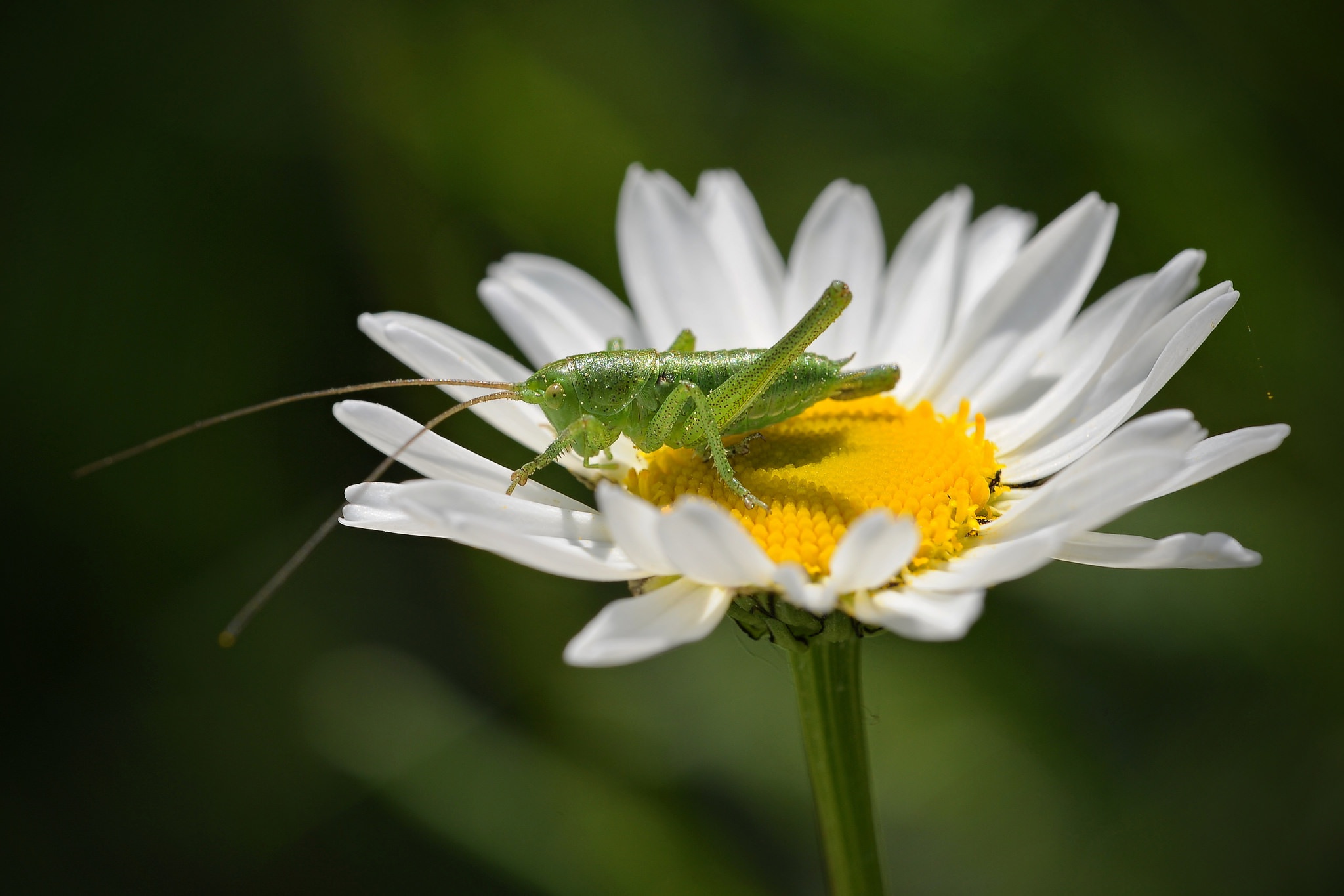 Free download wallpaper Macro, Insect, Animal, Grasshopper, White Flower on your PC desktop