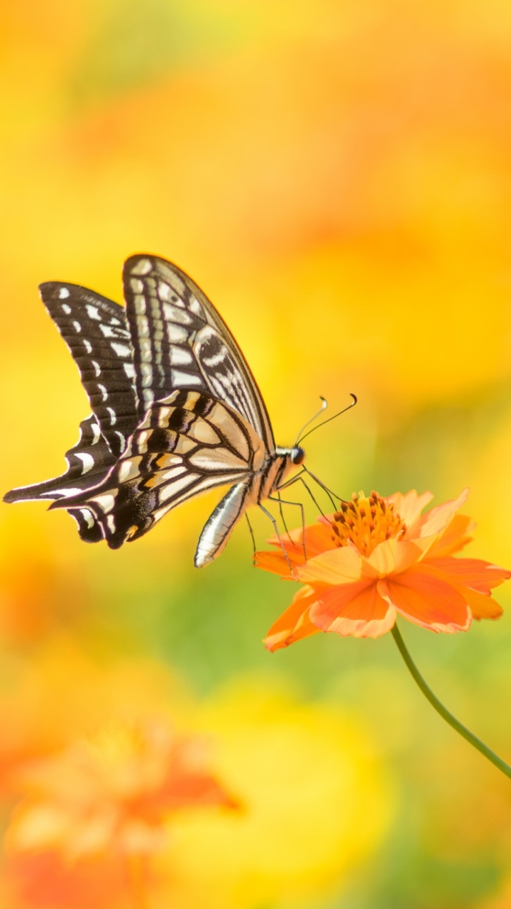 Download mobile wallpaper Flower, Macro, Insect, Butterfly, Animal, Orange Flower for free.