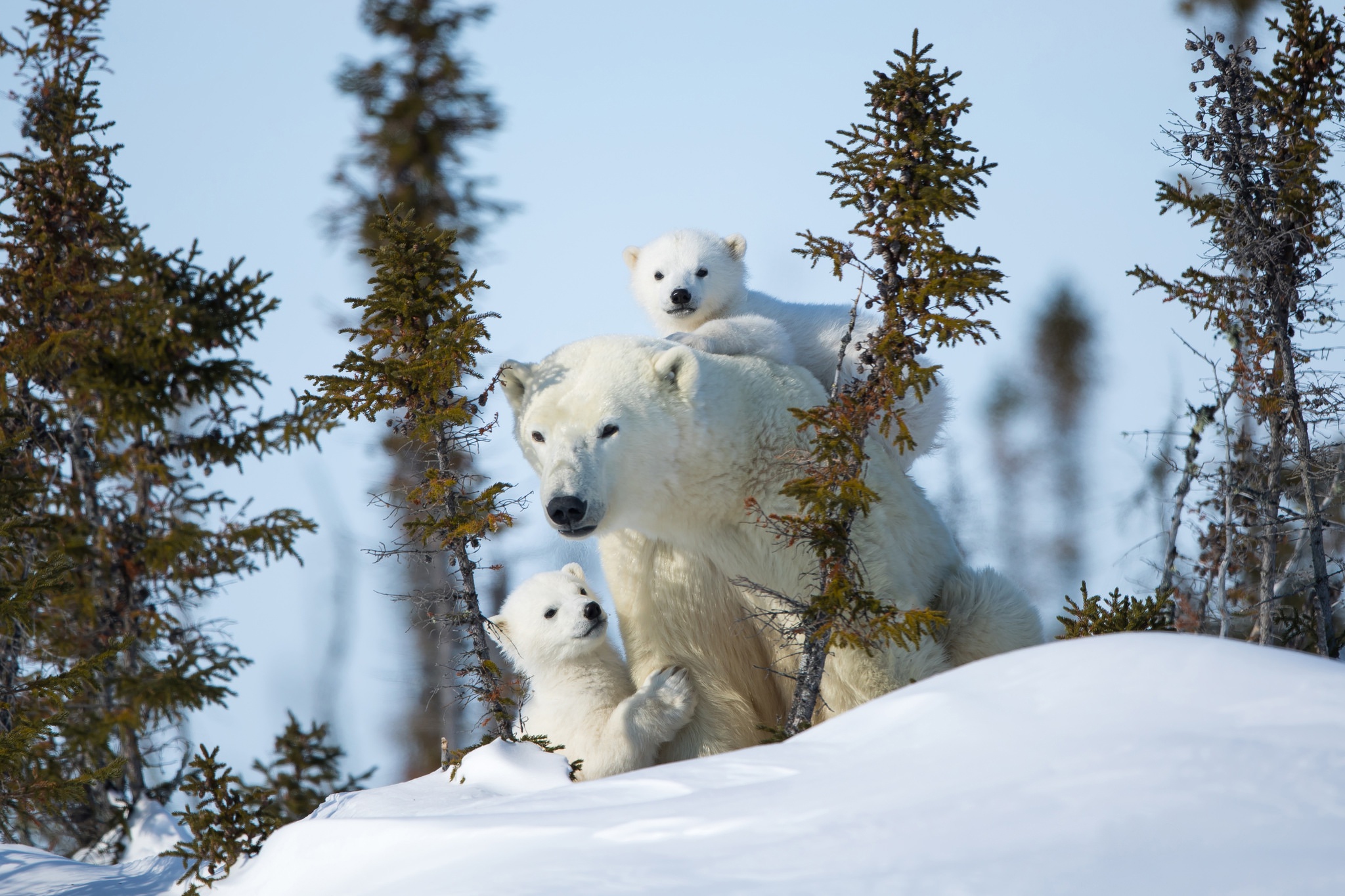 Free download wallpaper Bears, Animal, Polar Bear, Baby Animal, Cub on your PC desktop