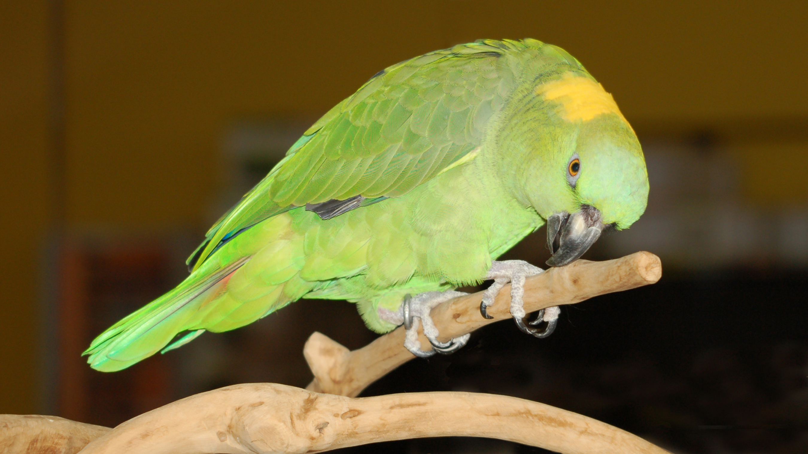 無料モバイル壁紙オウム, 鳥, 動物をダウンロードします。