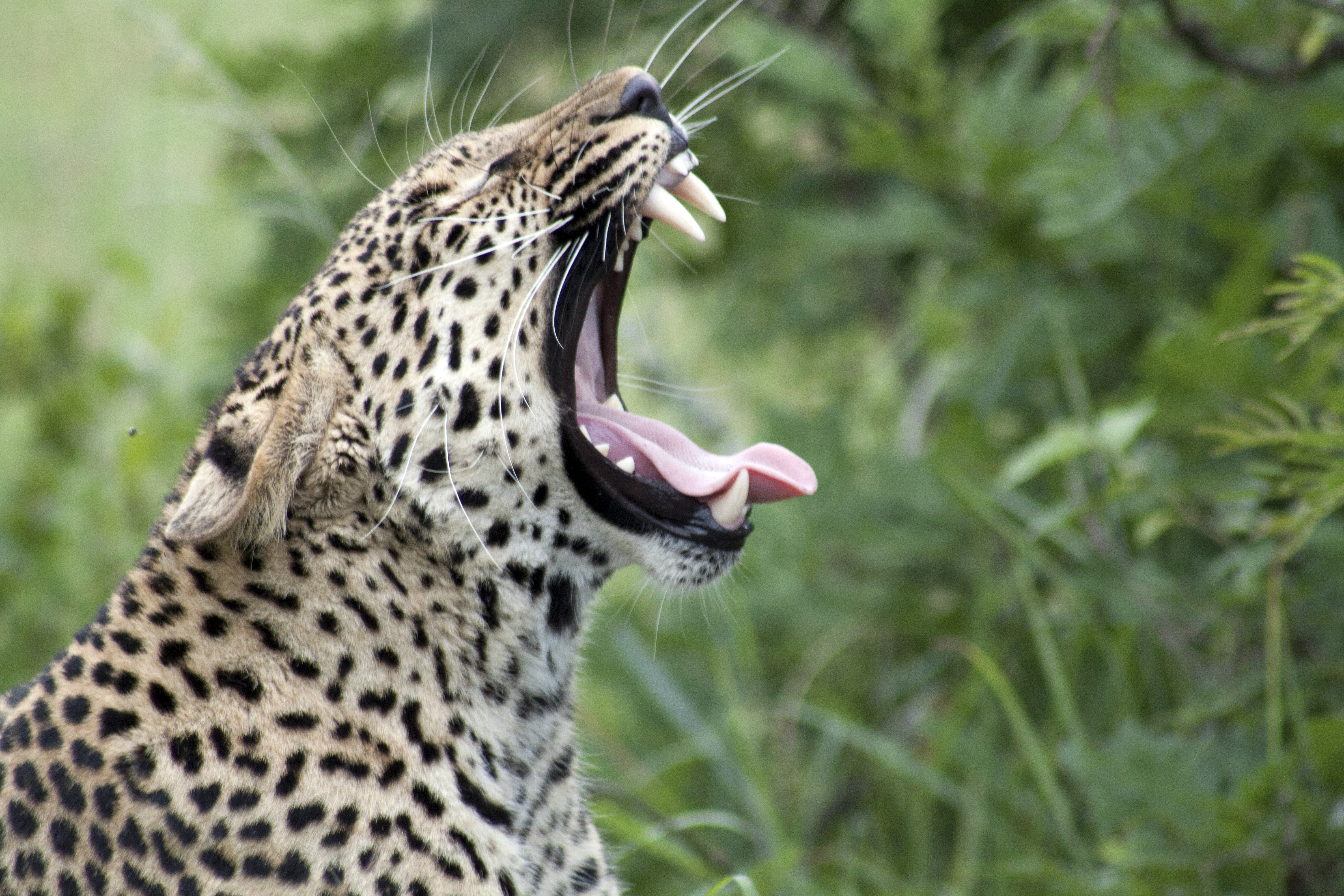 animals, leopard, predator, big cat, protruding tongue, tongue stuck out, zev, throat
