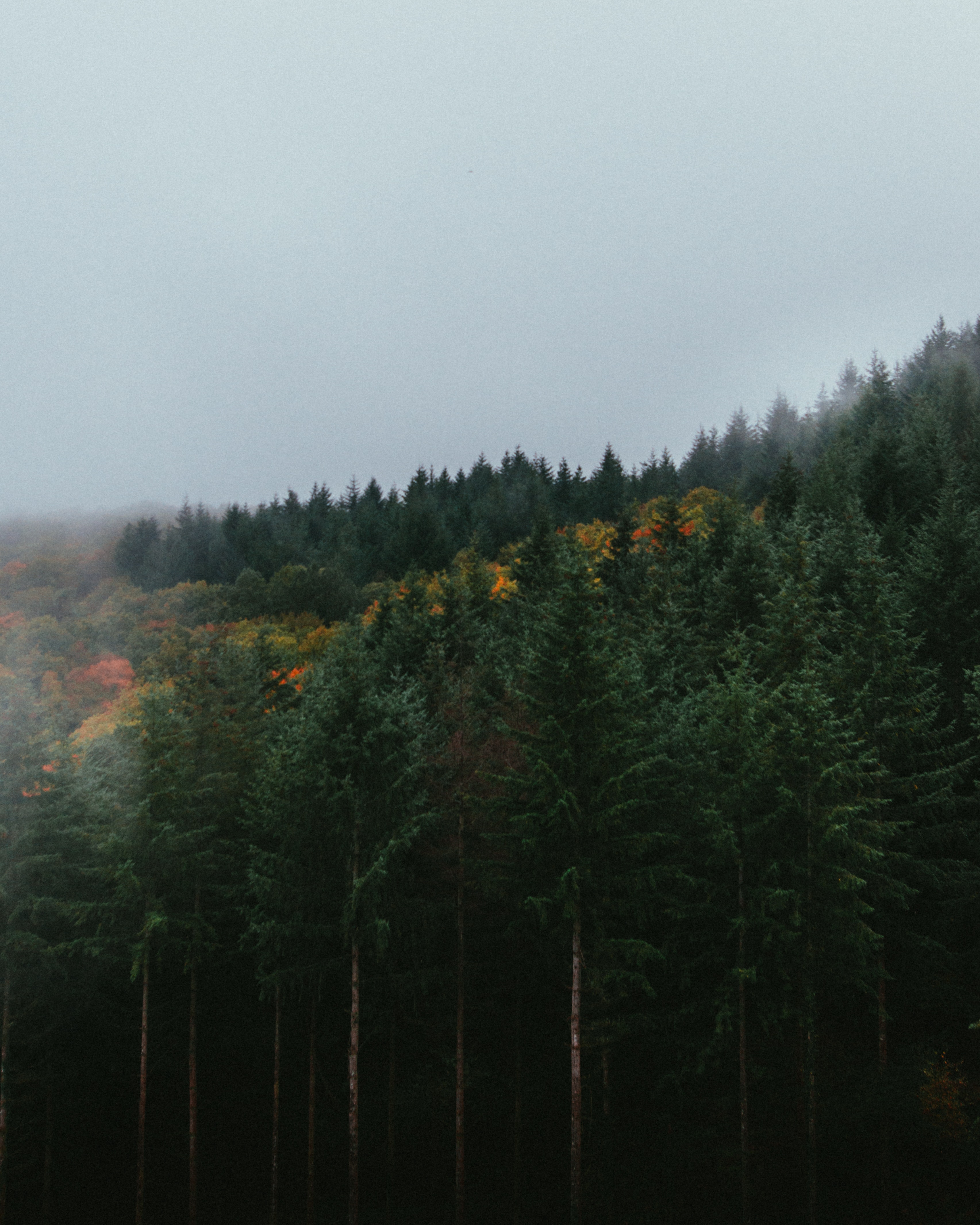 Скачать картинку Деревья, Небо, Туман, Природа, Лес, Осень в телефон бесплатно.