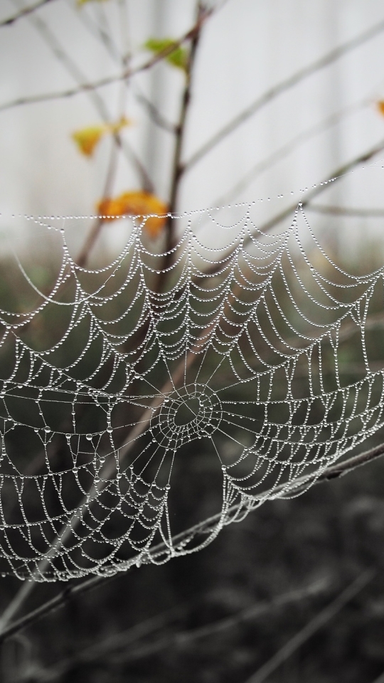 Download mobile wallpaper Macro, Photography, Water Drop, Spider Web for free.