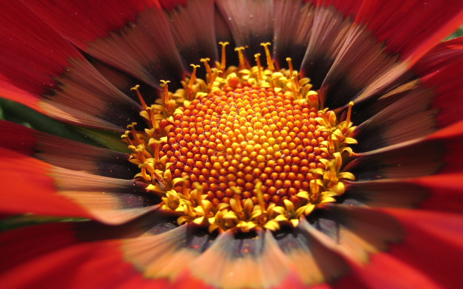 Téléchargez gratuitement l'image Fleurs, Fleur, Terre/nature sur le bureau de votre PC