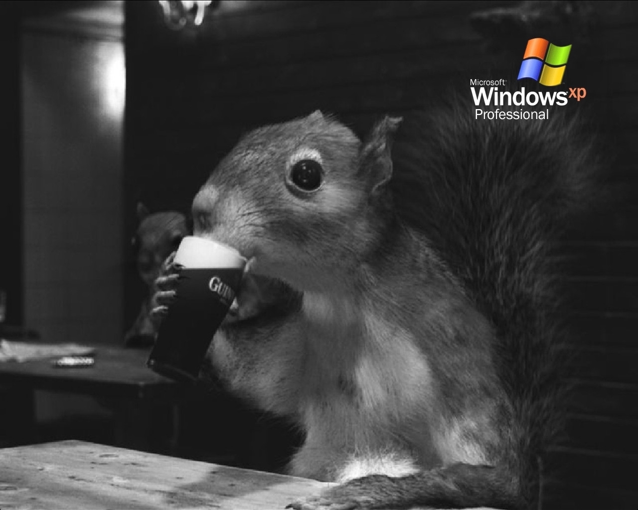 beer, funny, animals, squirrel, rodents, gray HD wallpaper