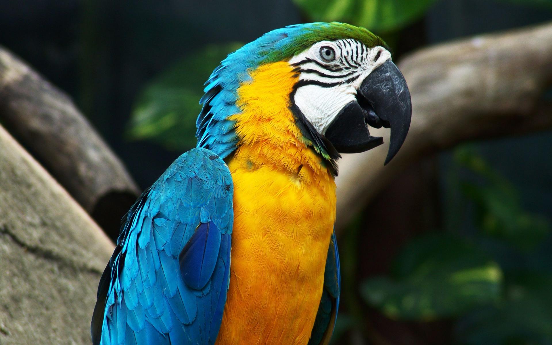 279858 скачать обои красочный, жёлтый, попугай, животные, сине желтый ара, птицы, синий, ара - заставки и картинки бесплатно