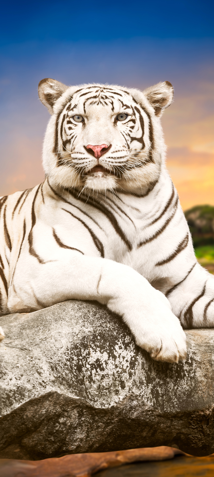 Descarga gratuita de fondo de pantalla para móvil de Animales, Gatos, Tigre Blanco.