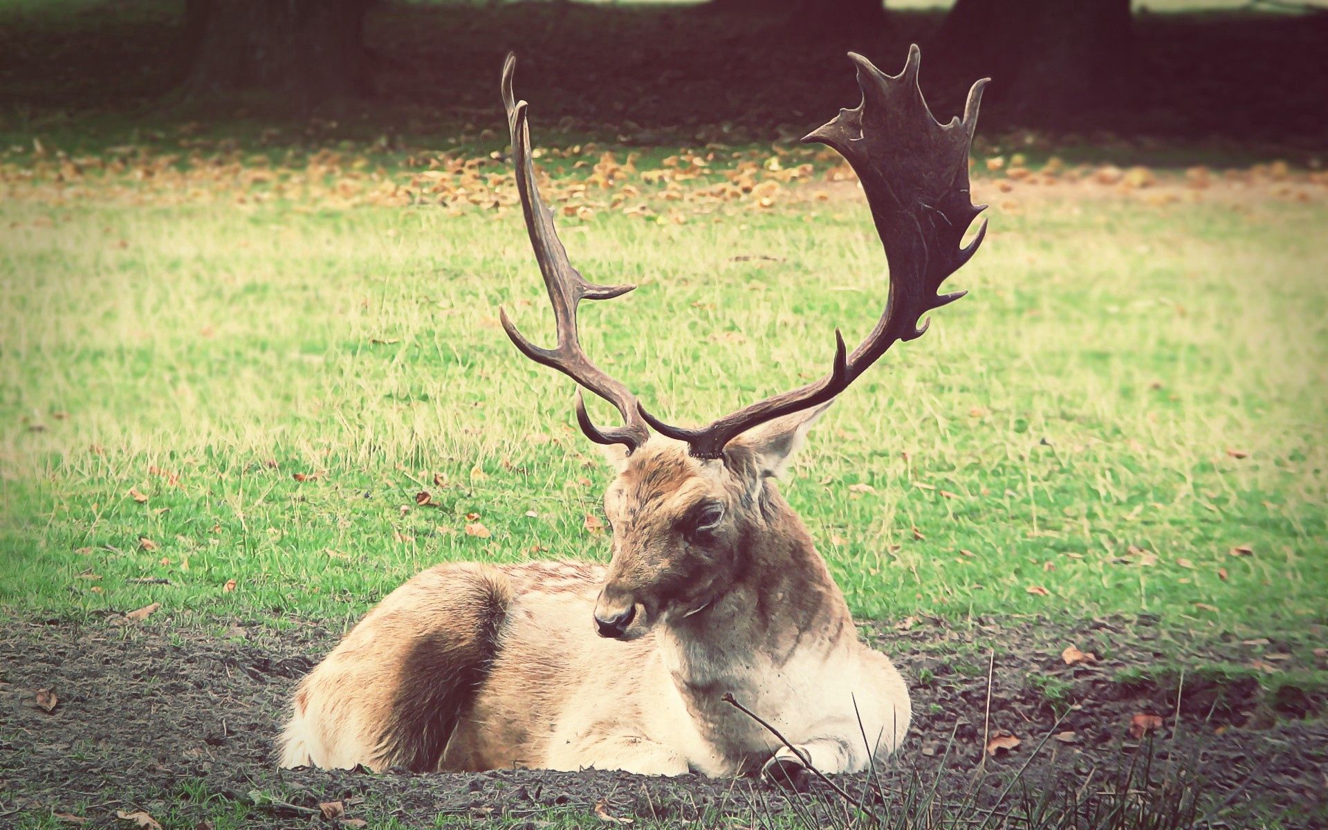 Download mobile wallpaper To Lie Down, Lie, Grass, Animals, Deer for free.