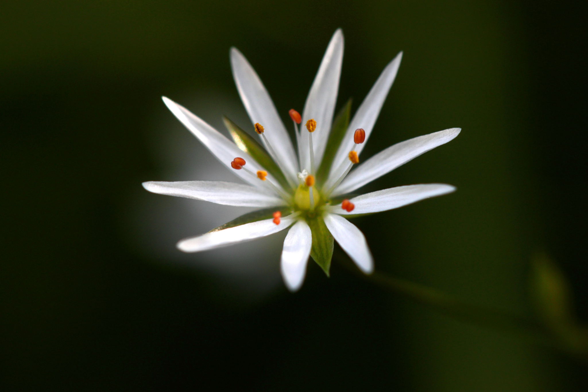 Free download wallpaper Flowers, Flower, Earth on your PC desktop