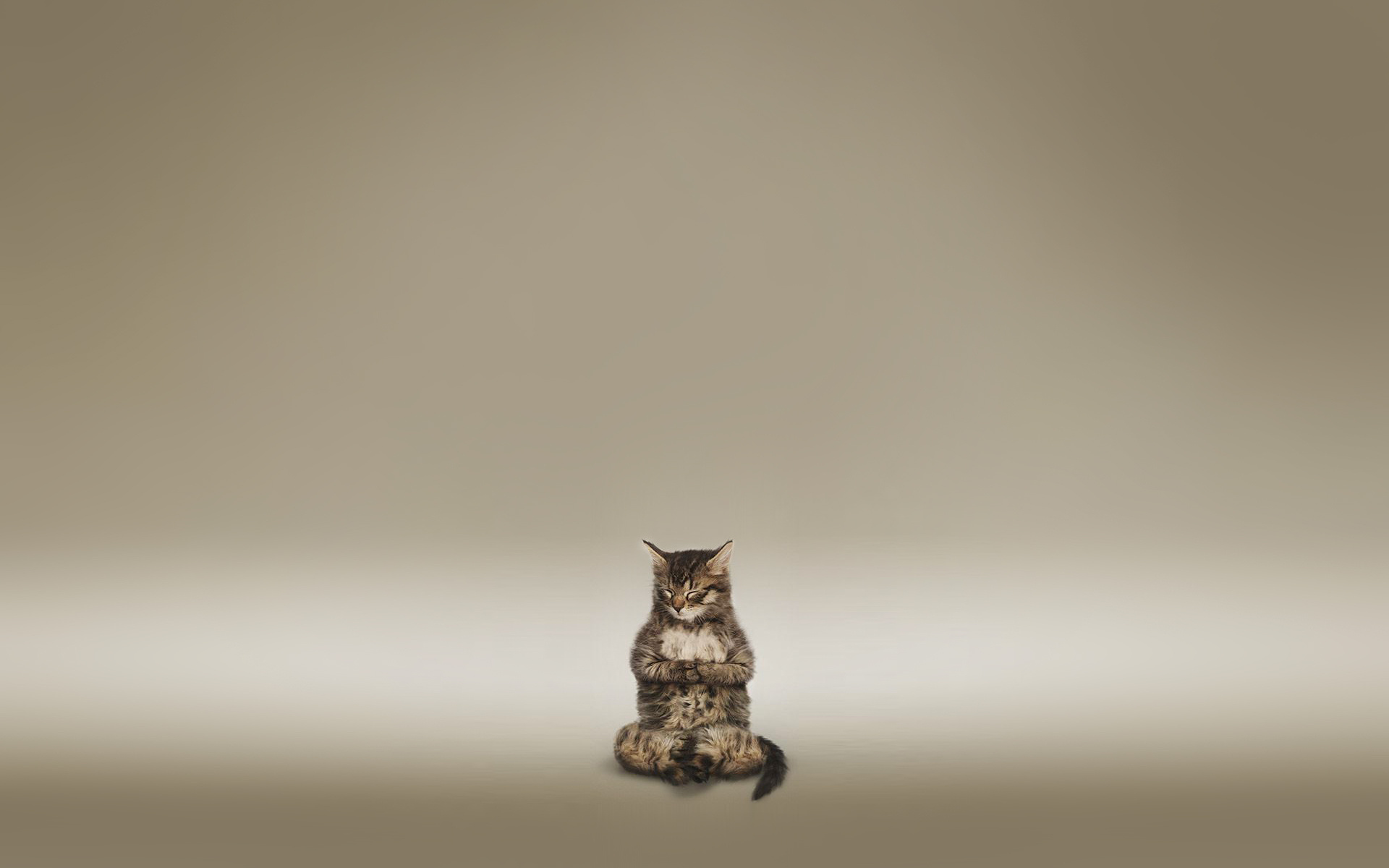 Free download wallpaper Cat, Animal on your PC desktop