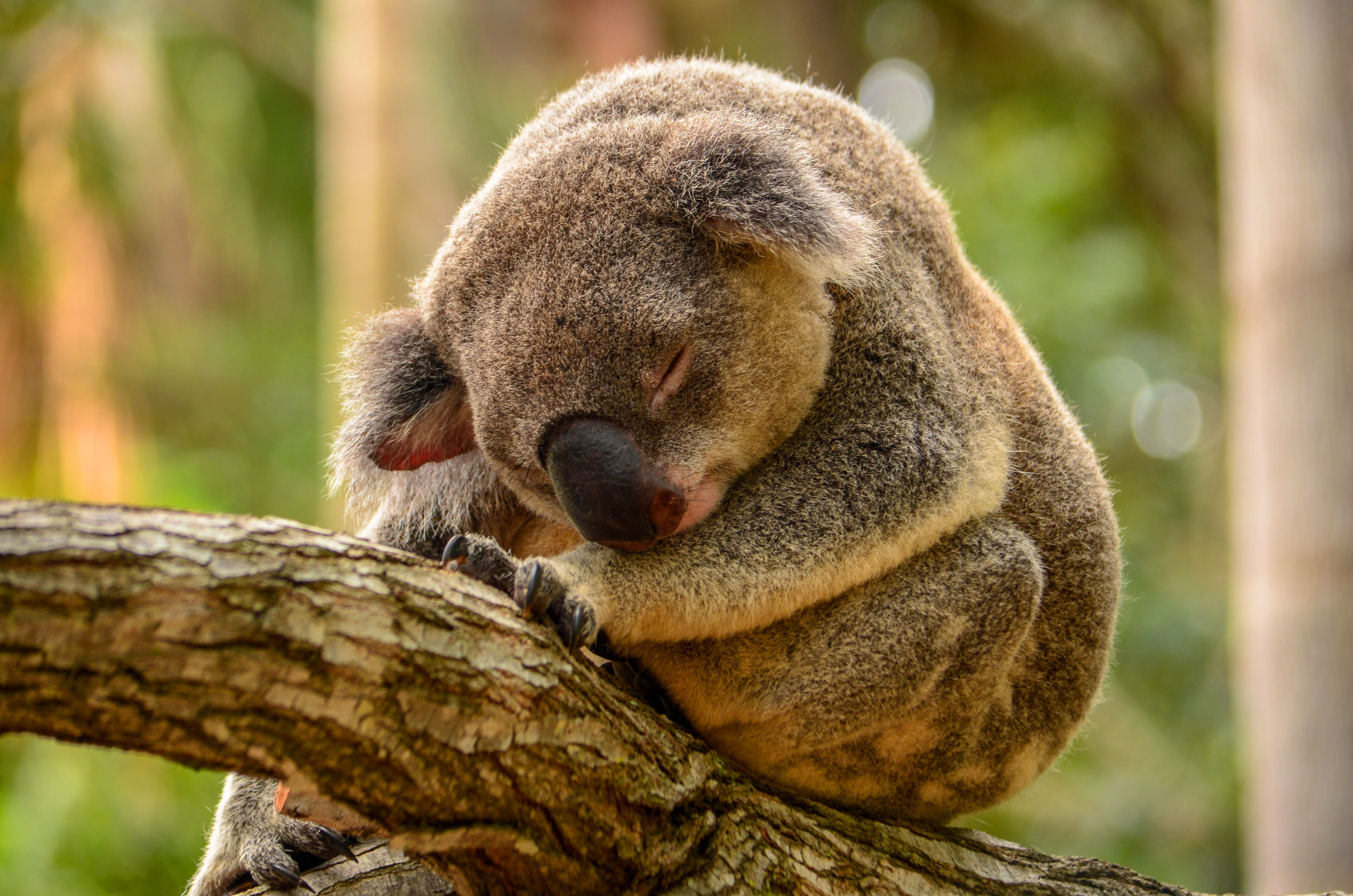 670244 descargar fondo de pantalla animales, coala, bokeh, rama, dormido: protectores de pantalla e imágenes gratis