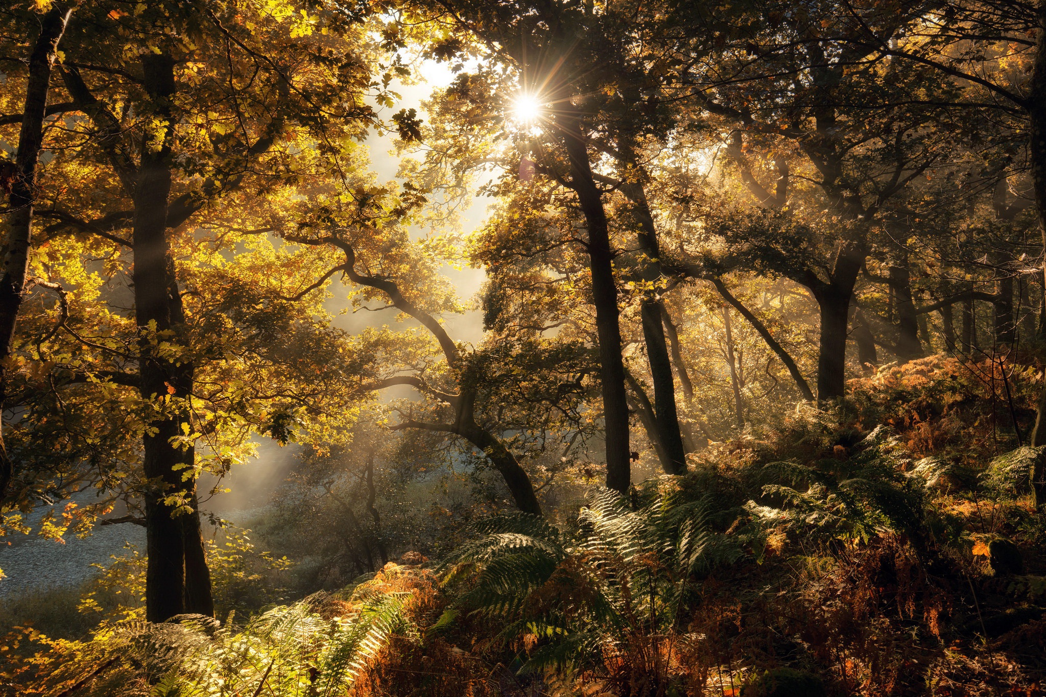 Free download wallpaper Nature, Fern, Forest, Tree, Earth, Sunbeam on your PC desktop