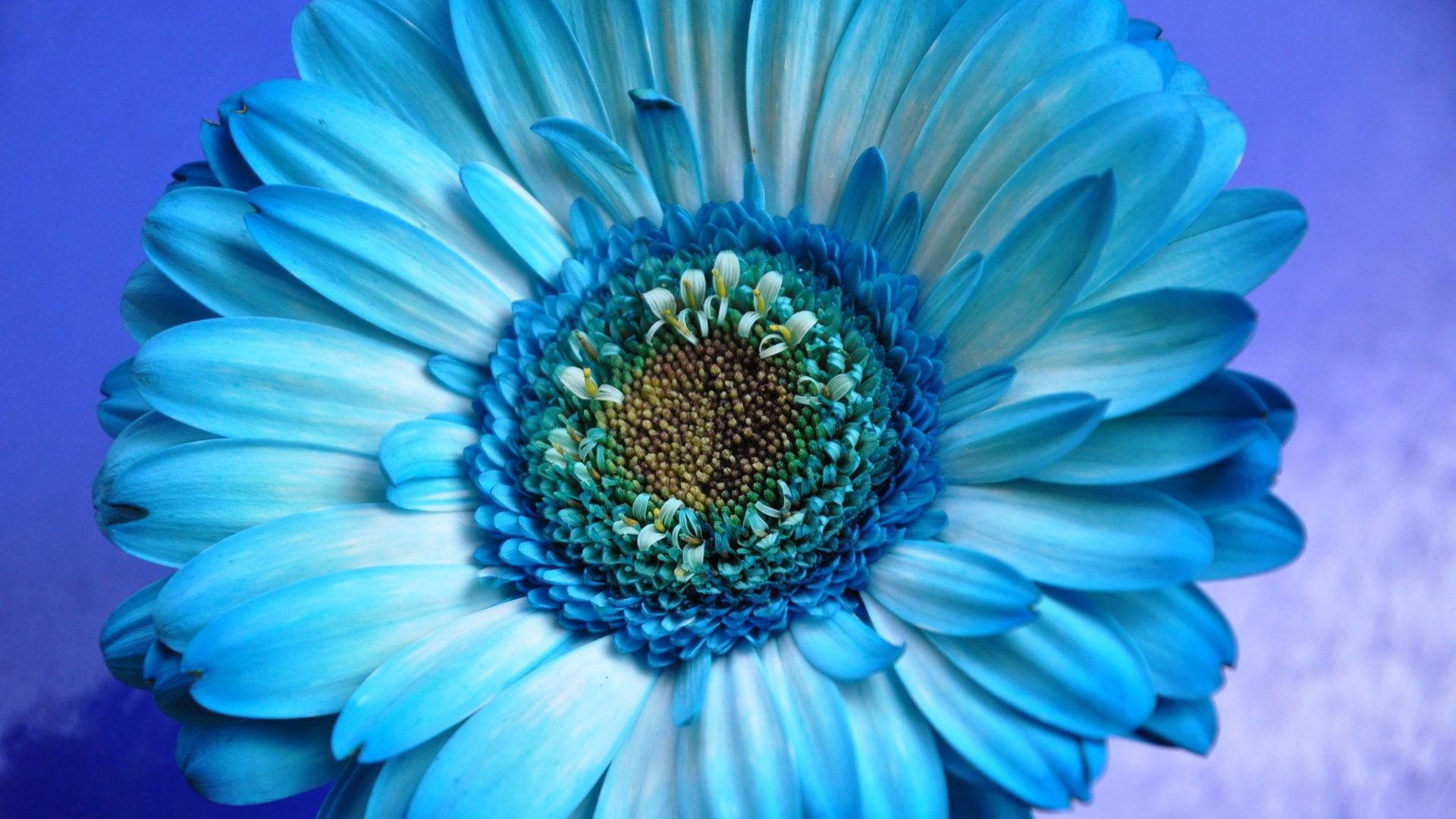 Baixe gratuitamente a imagem Natureza, Flores, Flor, Macro, Terra/natureza, Gérbera, Flor Azul na área de trabalho do seu PC