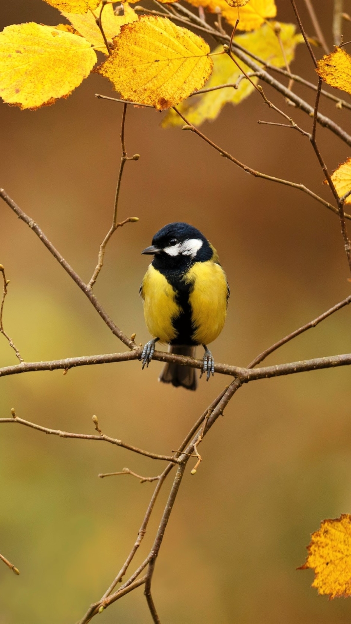 無料モバイル壁紙動物, 鳥, 秋, 葉をダウンロードします。