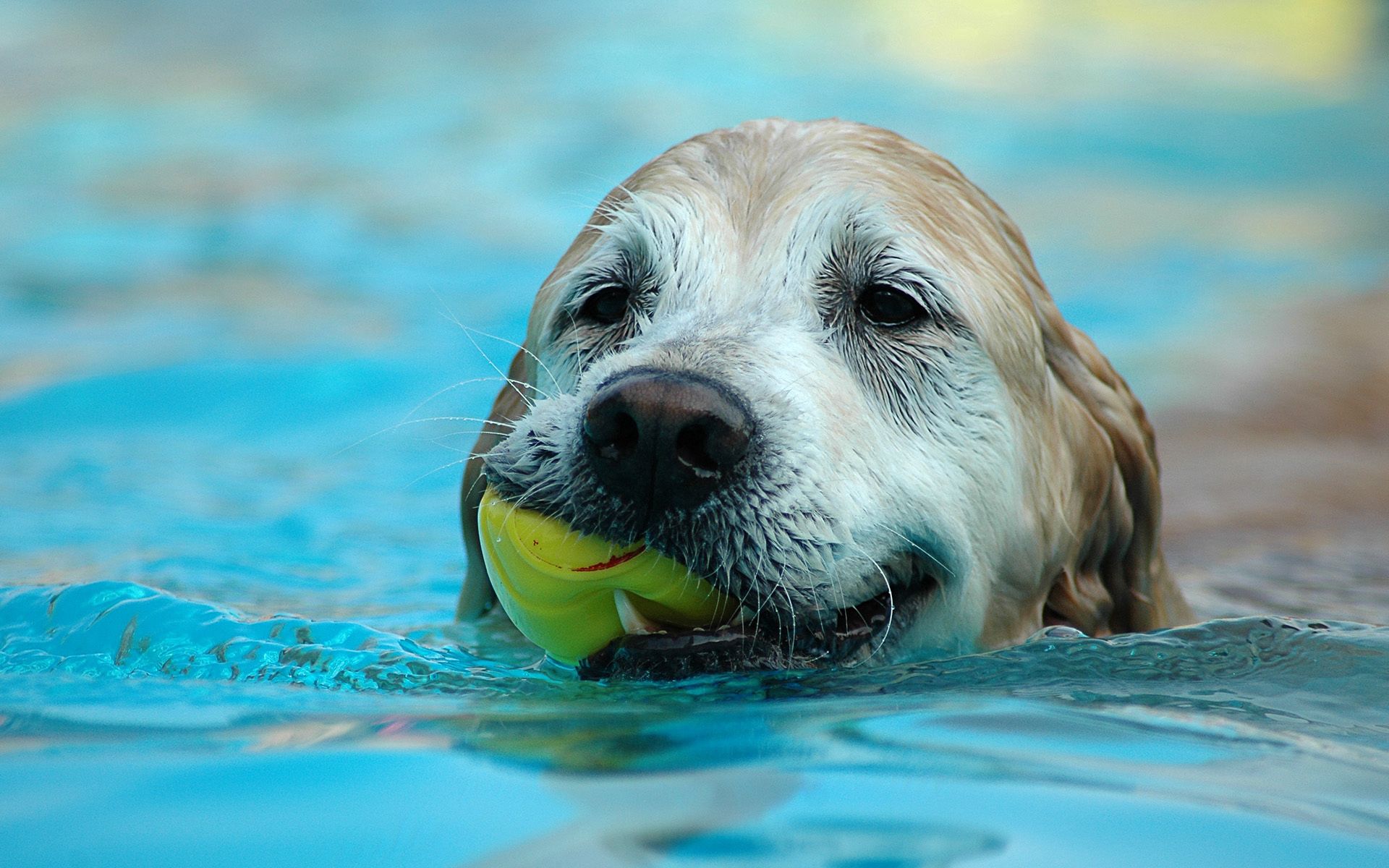 wet, animals, dog, muzzle, ball, play