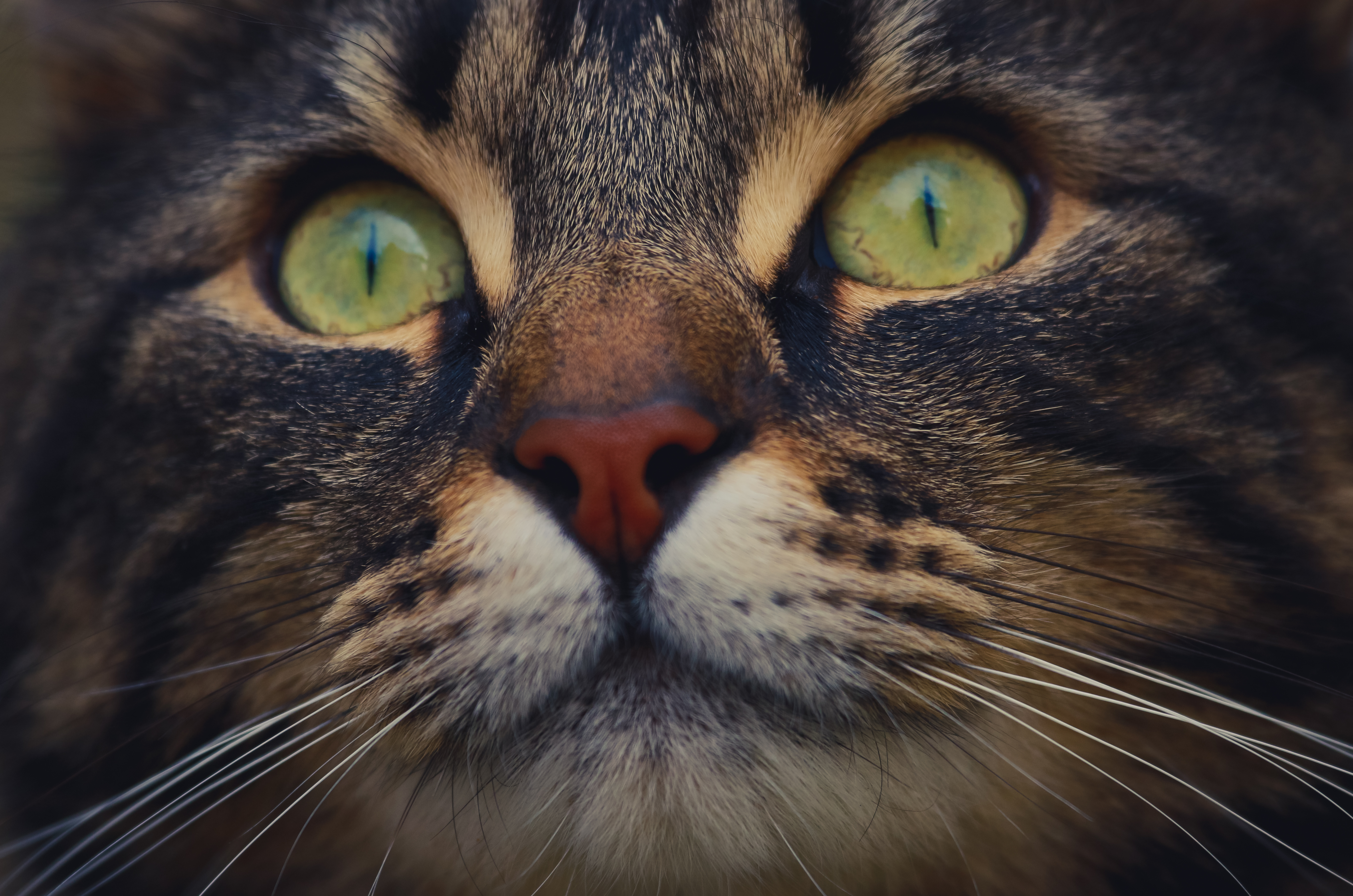 Descarga gratis la imagen Animales, Gatos, Gato, Gatito, De Cerca, Cara en el escritorio de tu PC