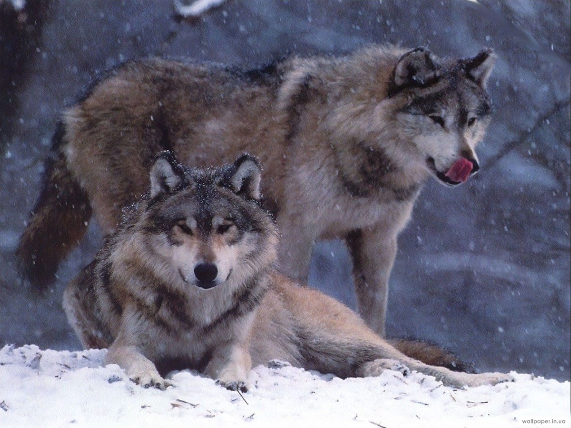Download mobile wallpaper Winter, Animals, Wolfs for free.