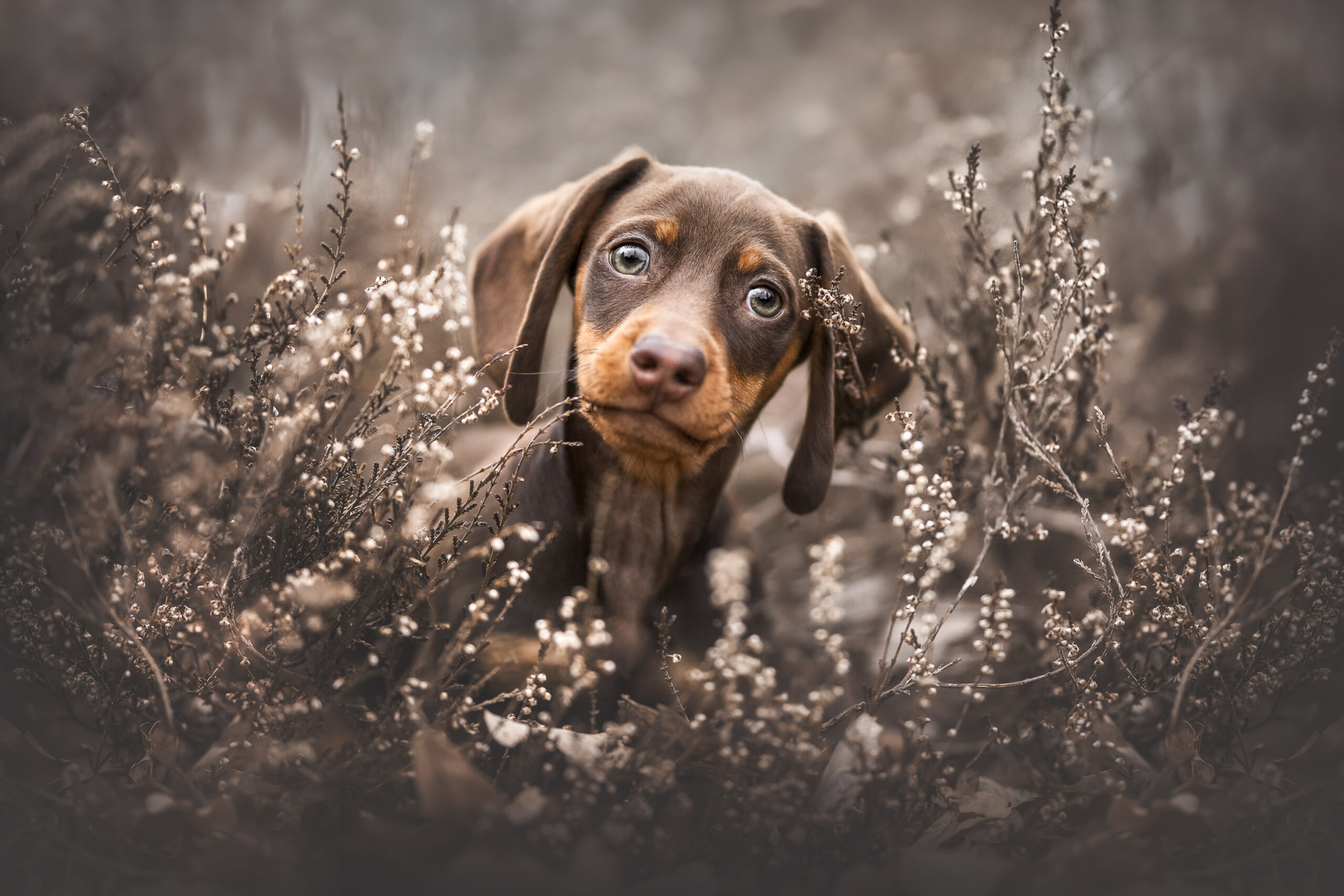 Free download wallpaper Dogs, Animal, Dachshund on your PC desktop