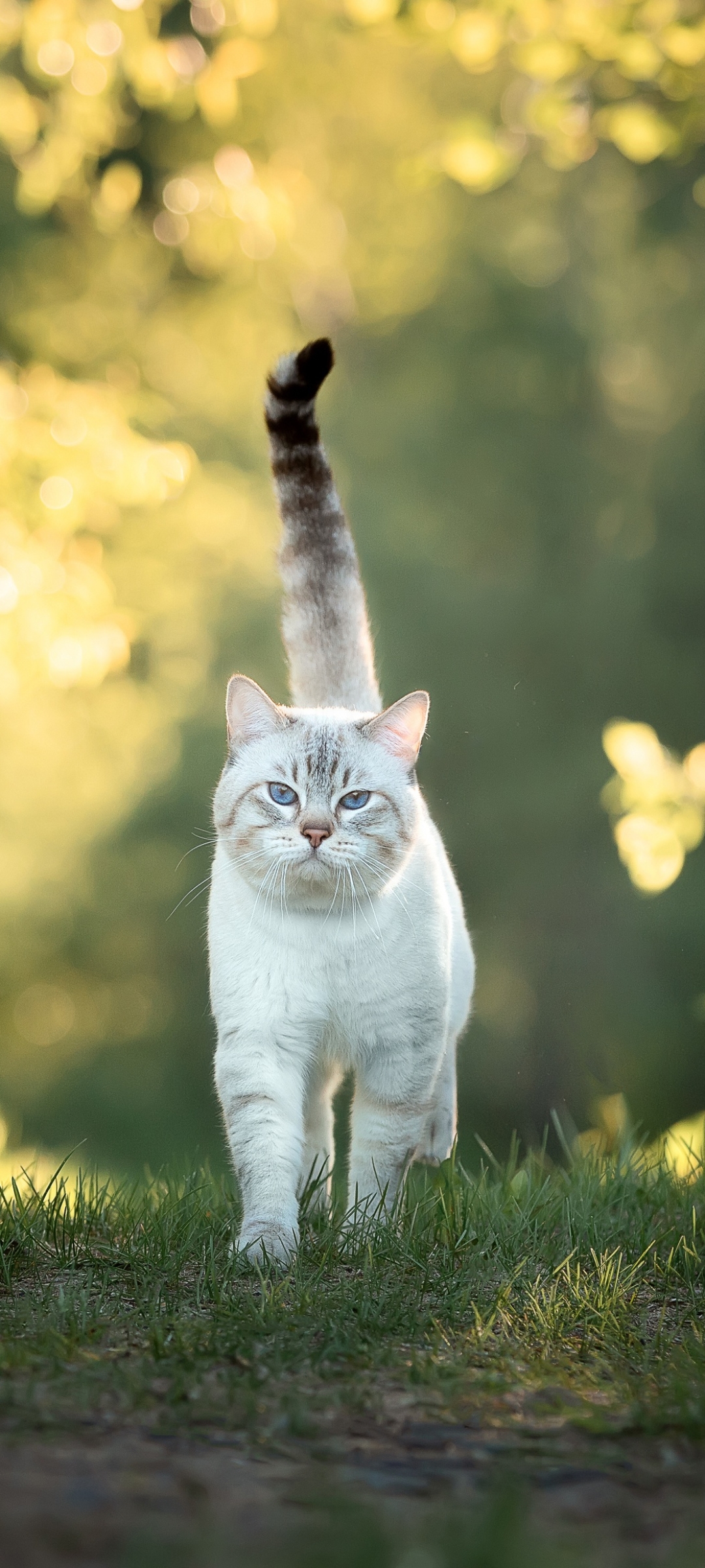 Baixar papel de parede para celular de Gato, Gatos, Animais gratuito.