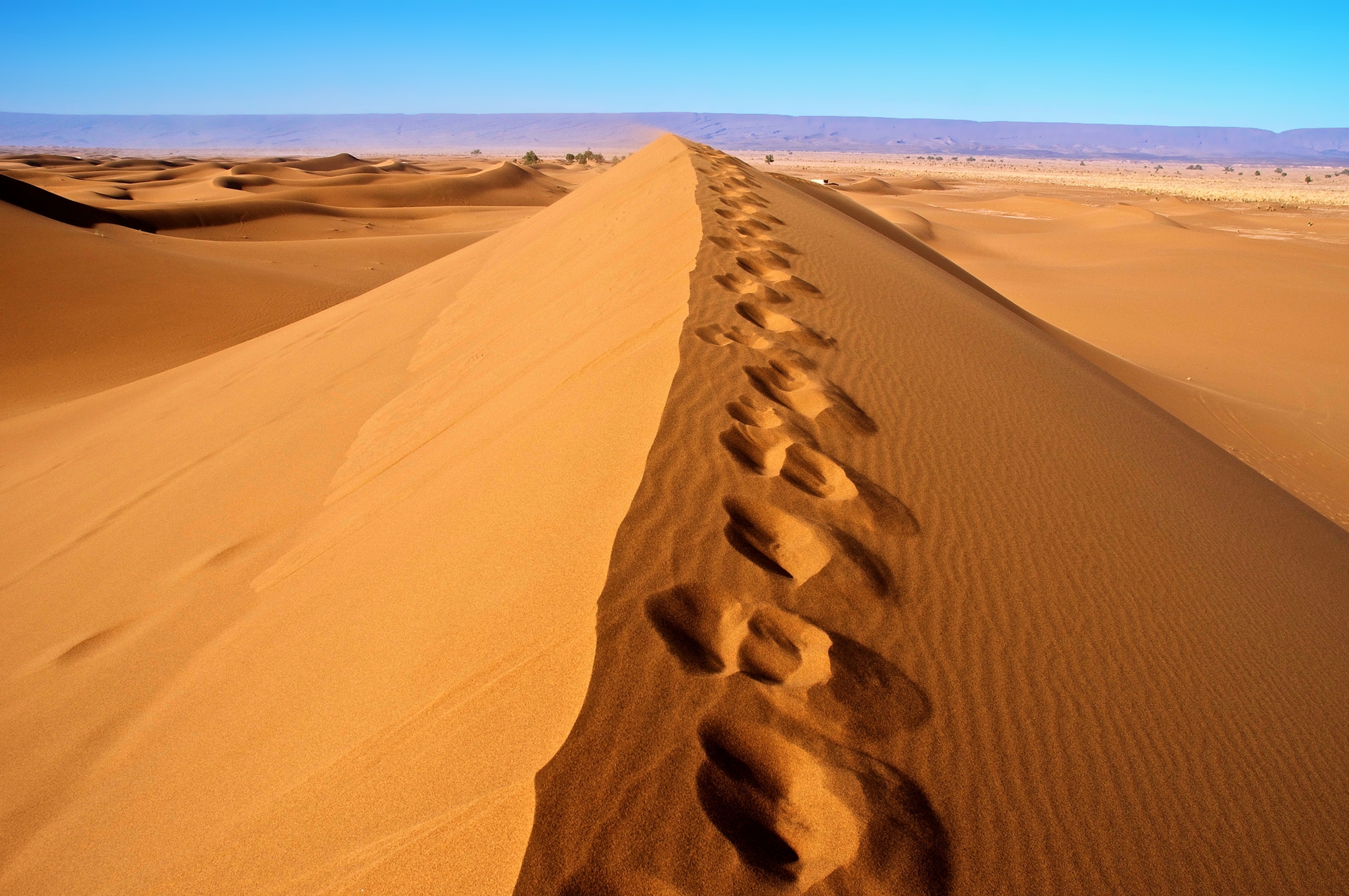 905706 скачать картинку африка, сахара, земля/природа, пустыня, алжир, дюна, след, песок - обои и заставки бесплатно