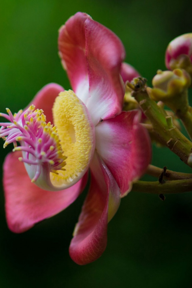 1132295 Bildschirmschoner und Hintergrundbilder Blumen auf Ihrem Telefon. Laden Sie  Bilder kostenlos herunter