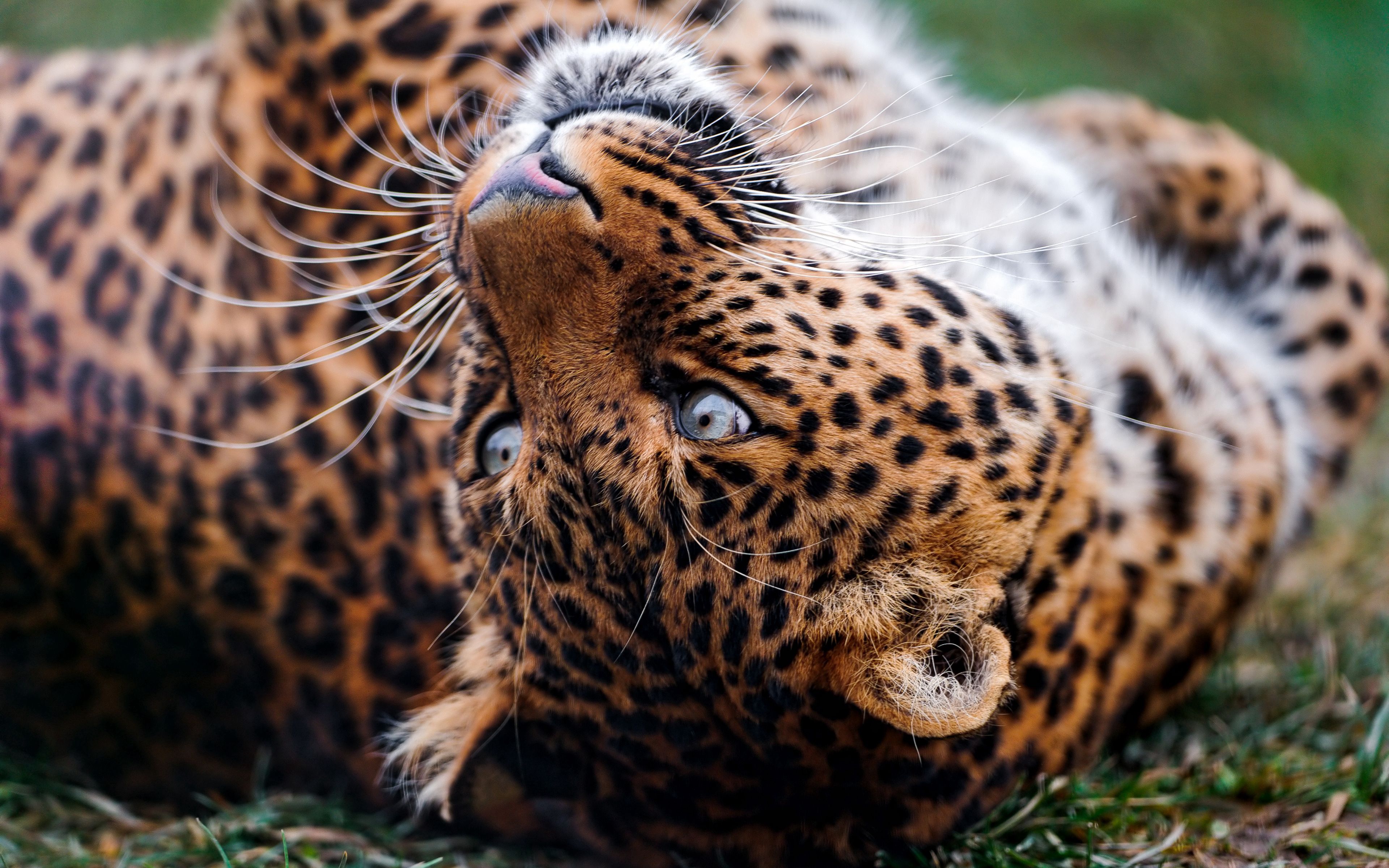 84442 Hintergrundbild herunterladen tiere, leopard, schnauze, raubtier, predator, trommeln, salto - Bildschirmschoner und Bilder kostenlos