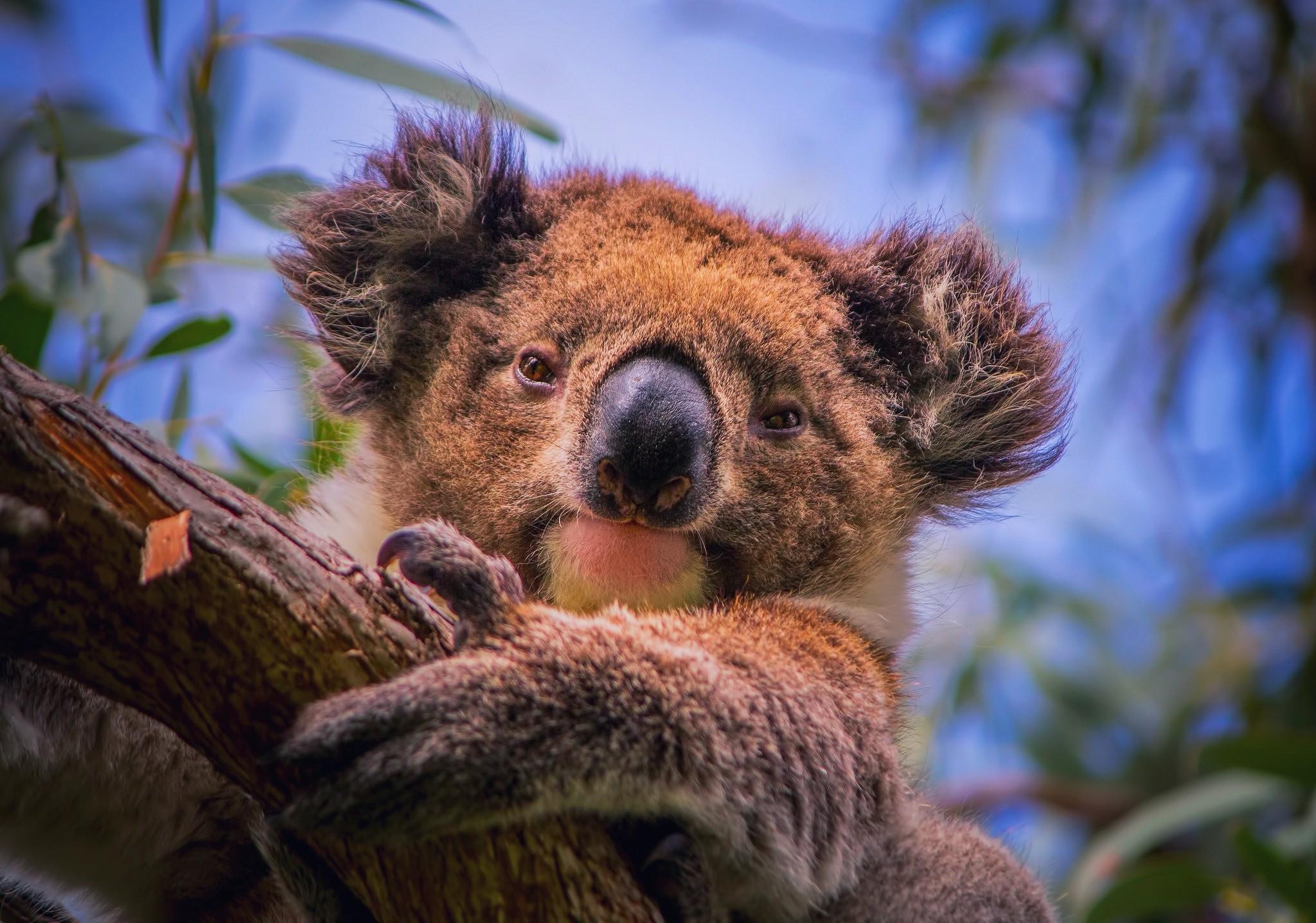 663527 télécharger l'image animaux, koala - fonds d'écran et économiseurs d'écran gratuits