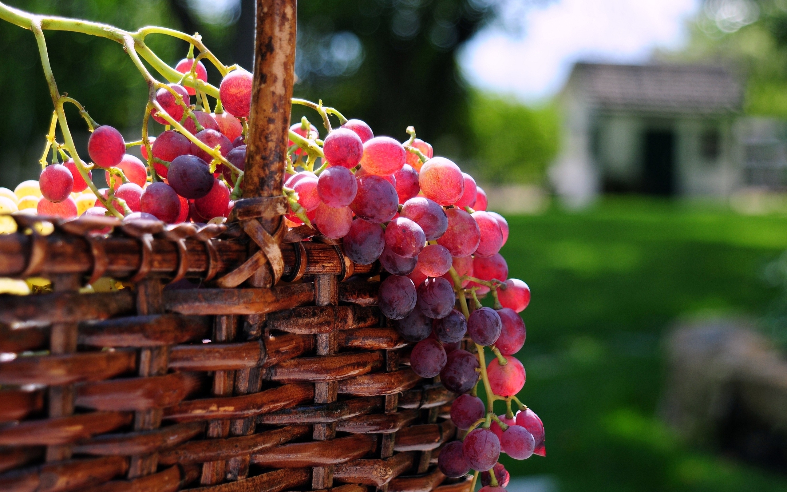 Baixar papel de parede para celular de Comida, Uvas gratuito.