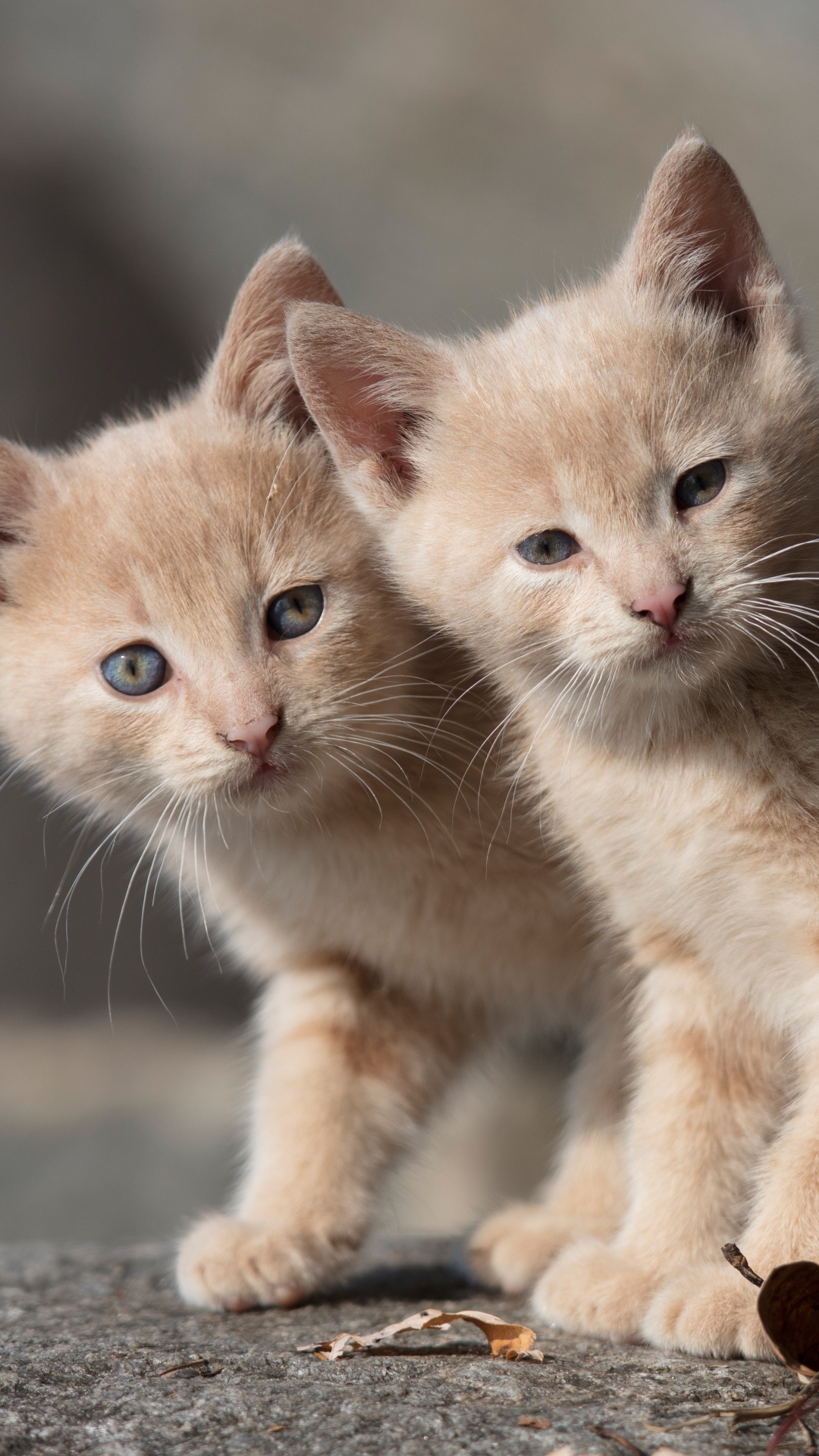 Download mobile wallpaper Cats, Cat, Kitten, Animal, Baby Animal for free.