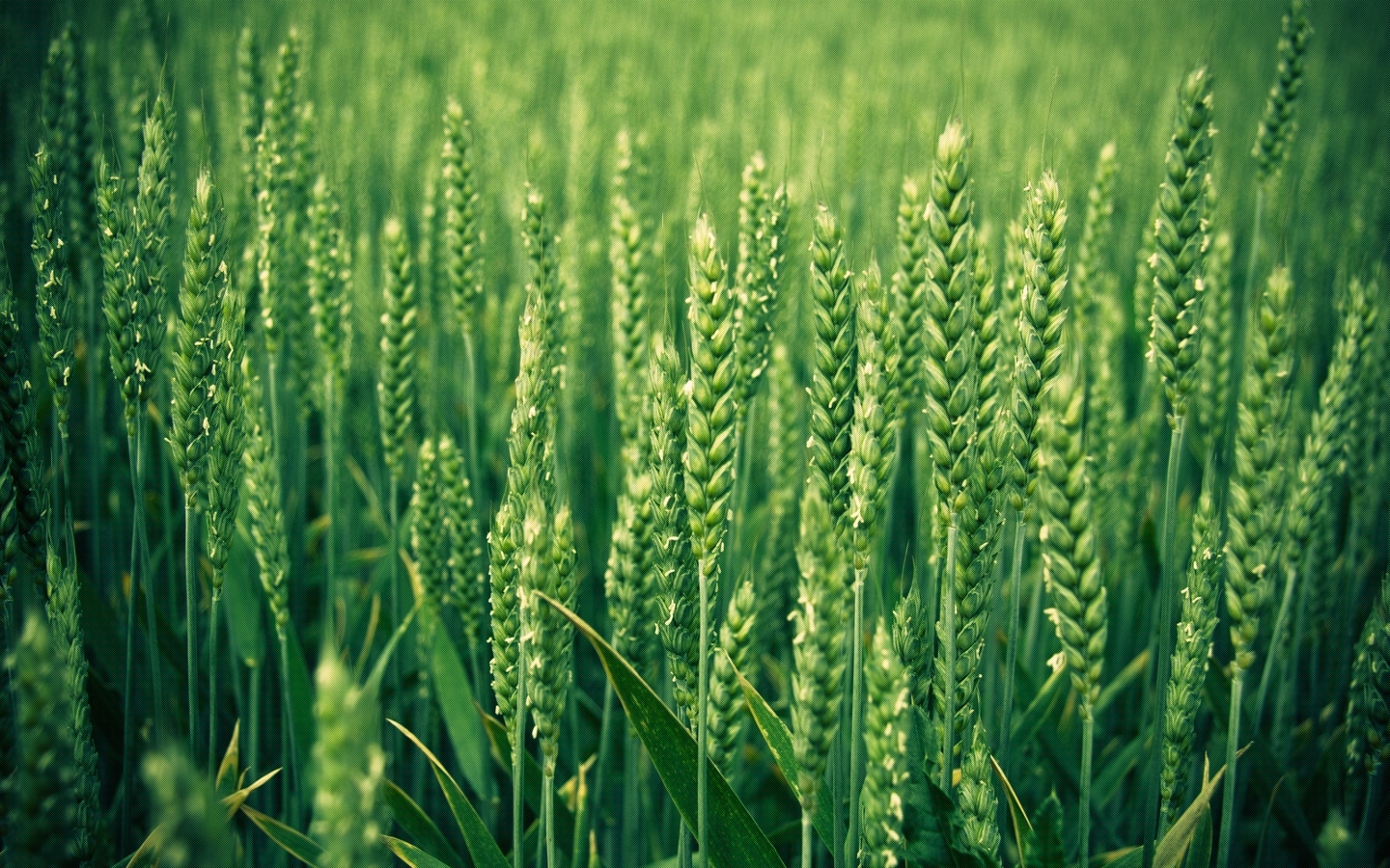 wheat, plants, green Full HD